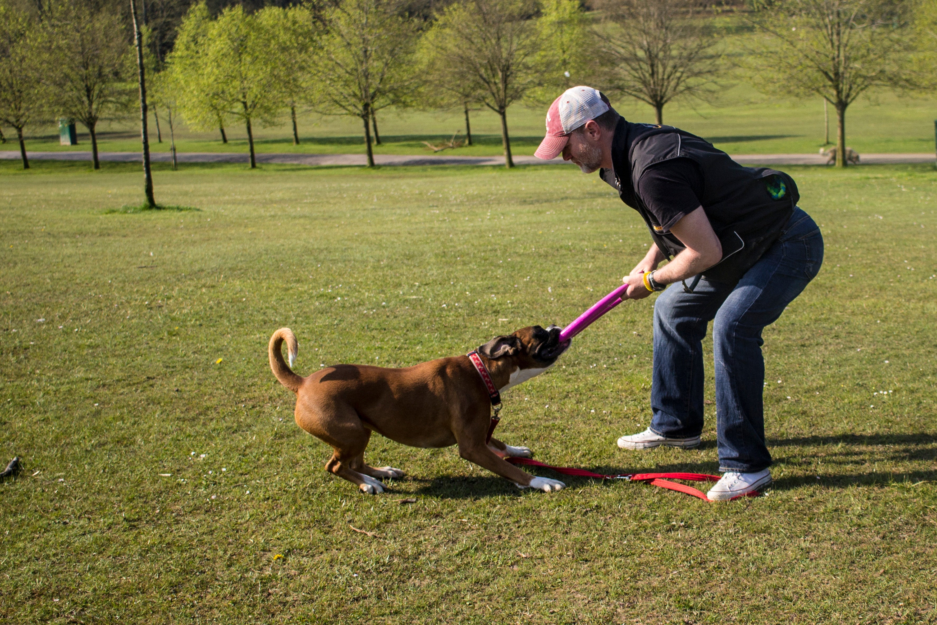 Dog training mastery - Platinum