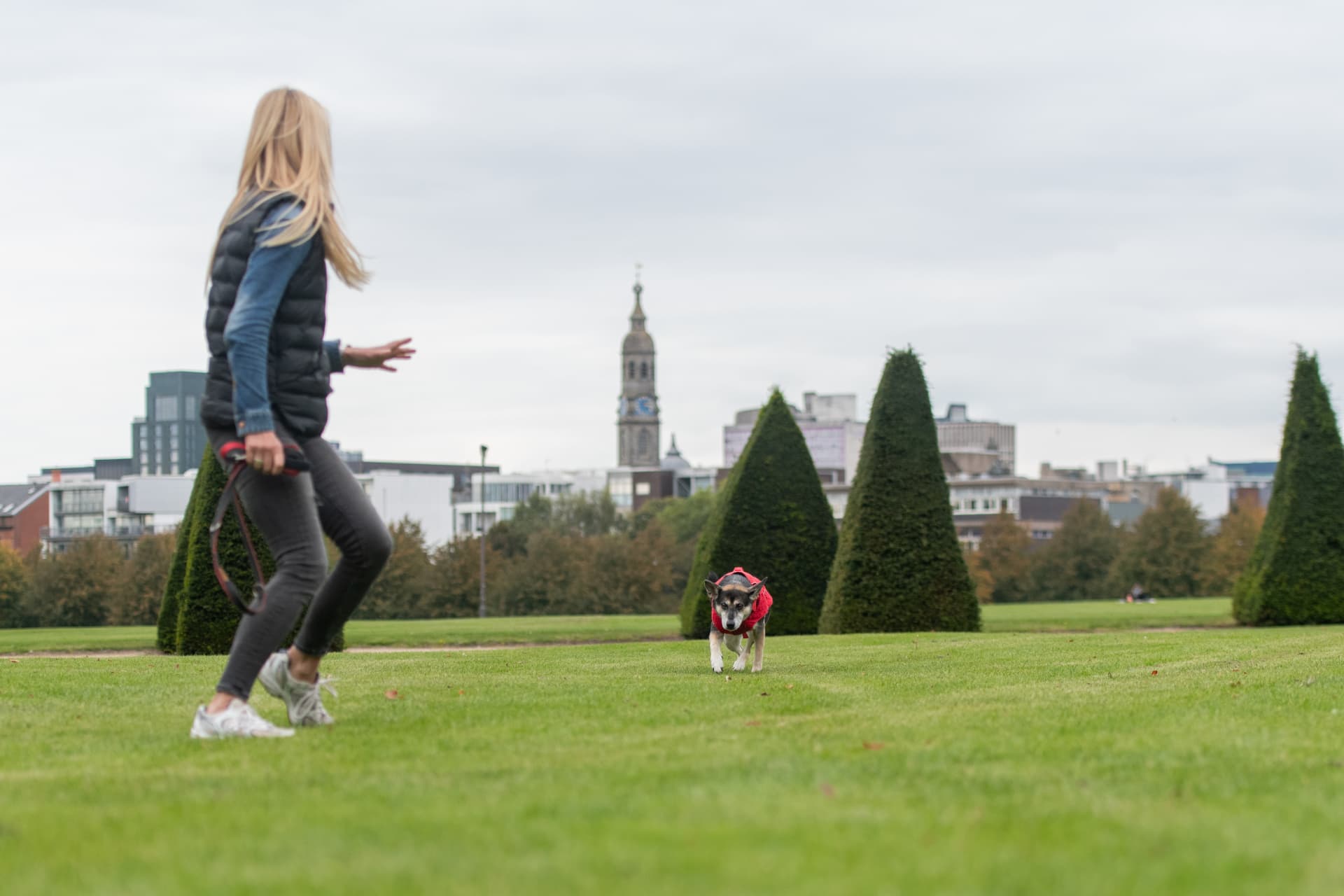 Dog recalling at speed towards its handler in a Glasgow park