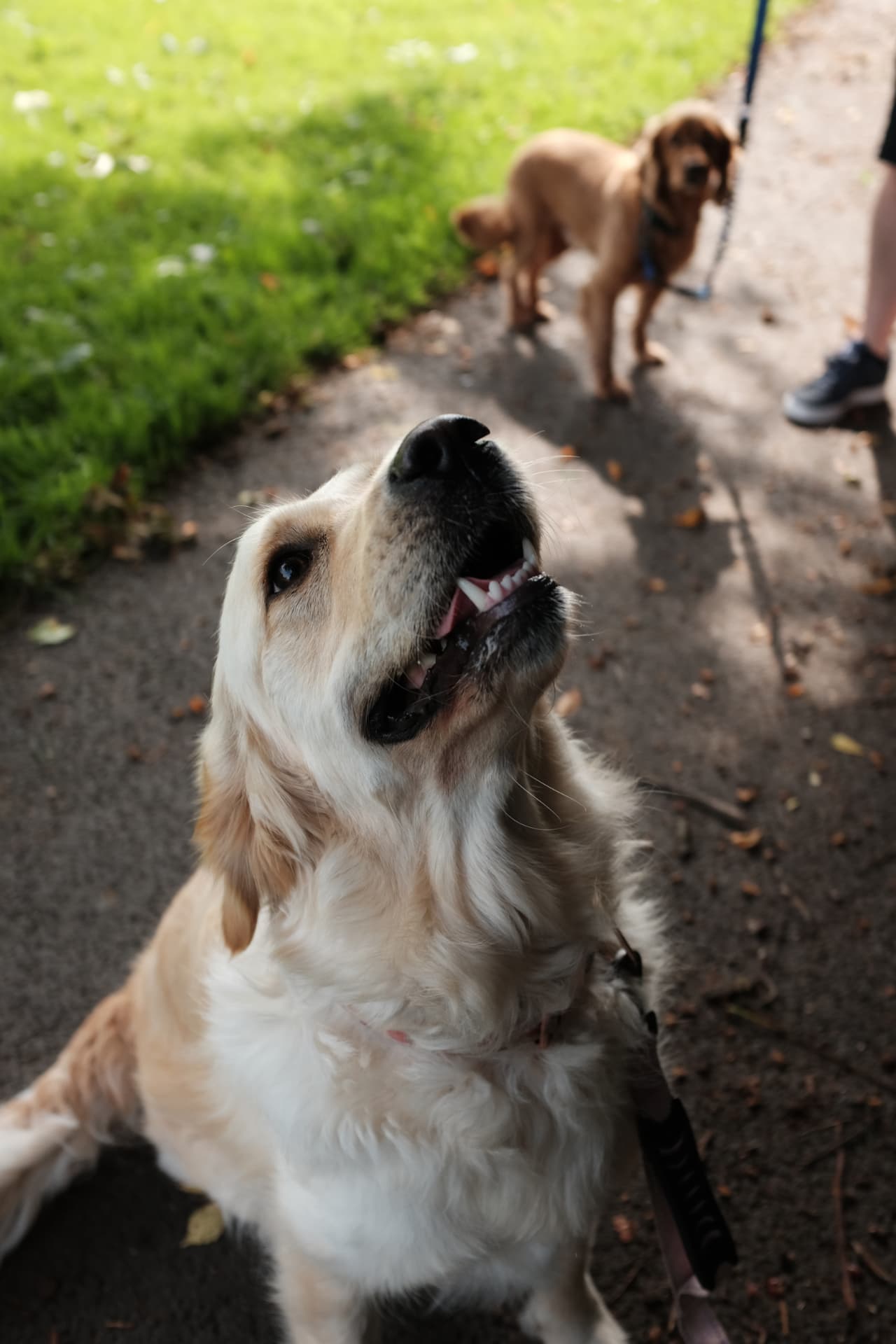 Golden retriever offering attention to its handler on a Glasgow park path