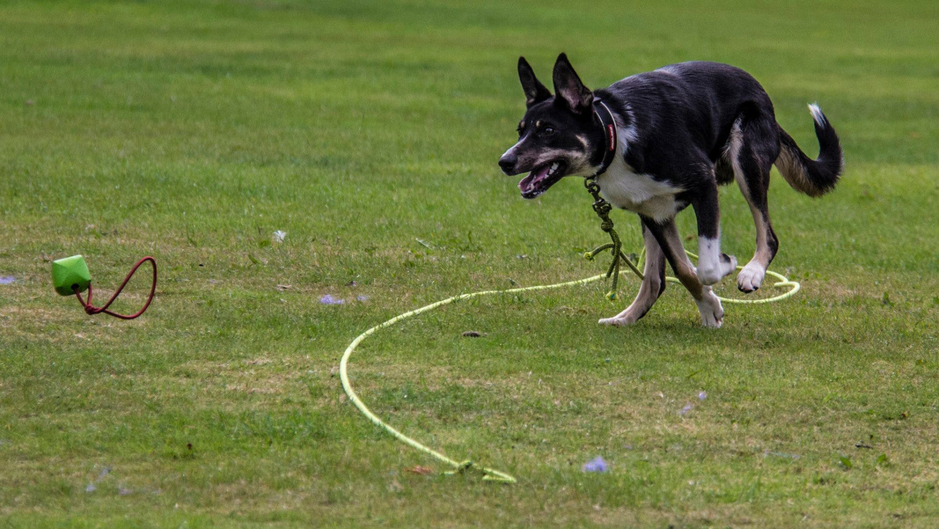 Collie chasing a tug toy across a field during reward-based training