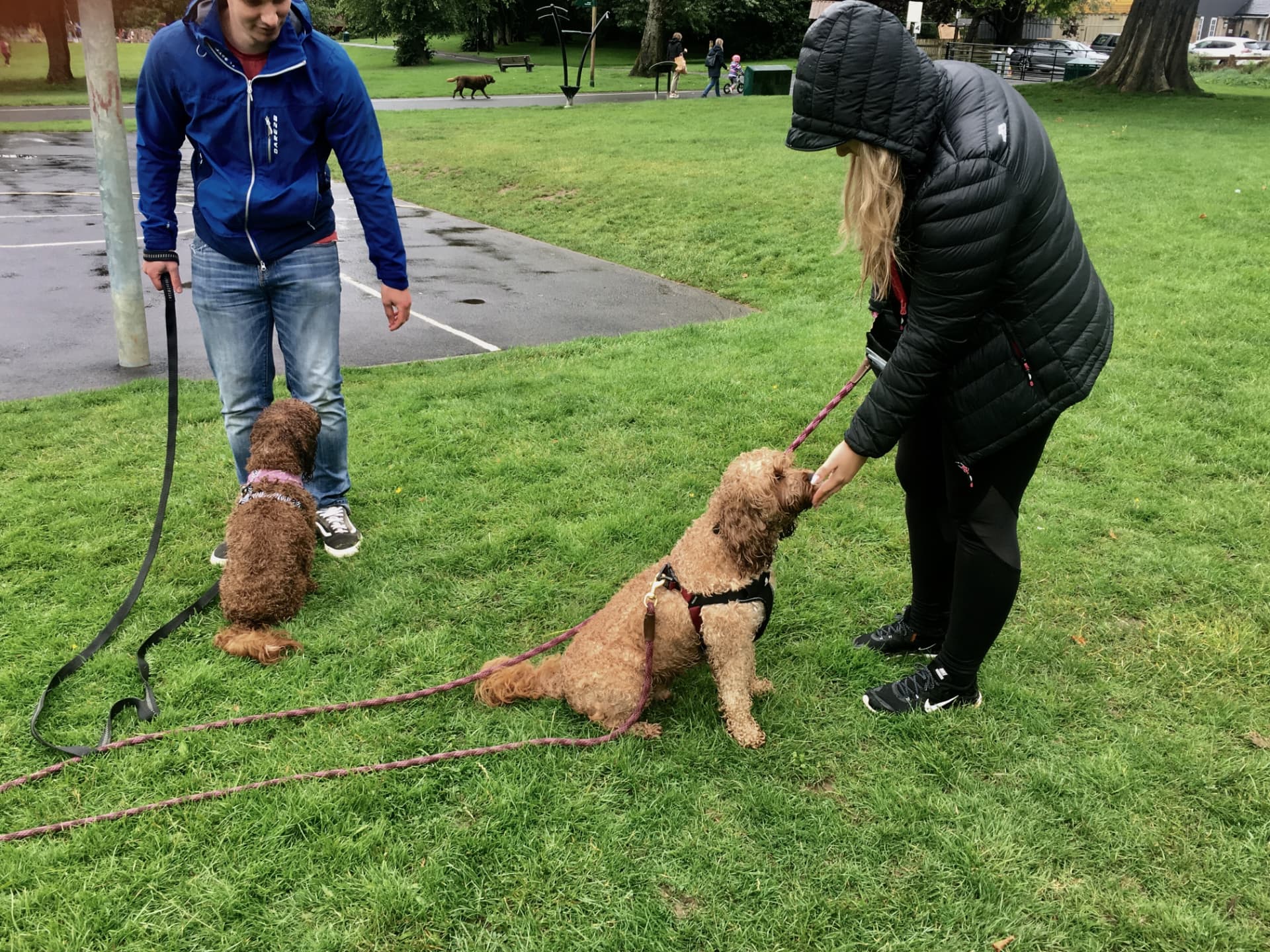 Couple working two cockapoos on long lines together in a Glasgow park