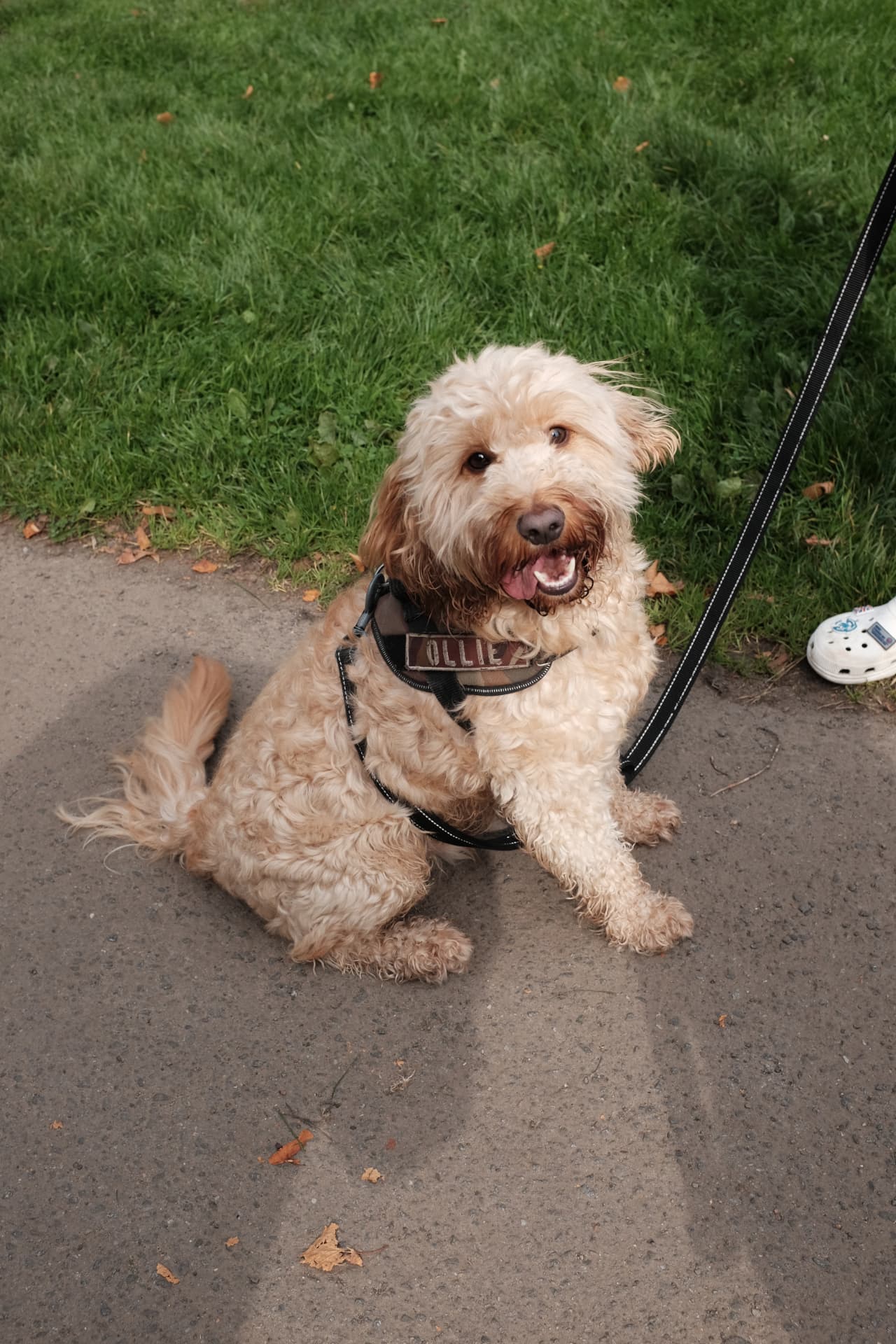 Light brown cockapoo in a harness sitting on a park path in Glasgow
