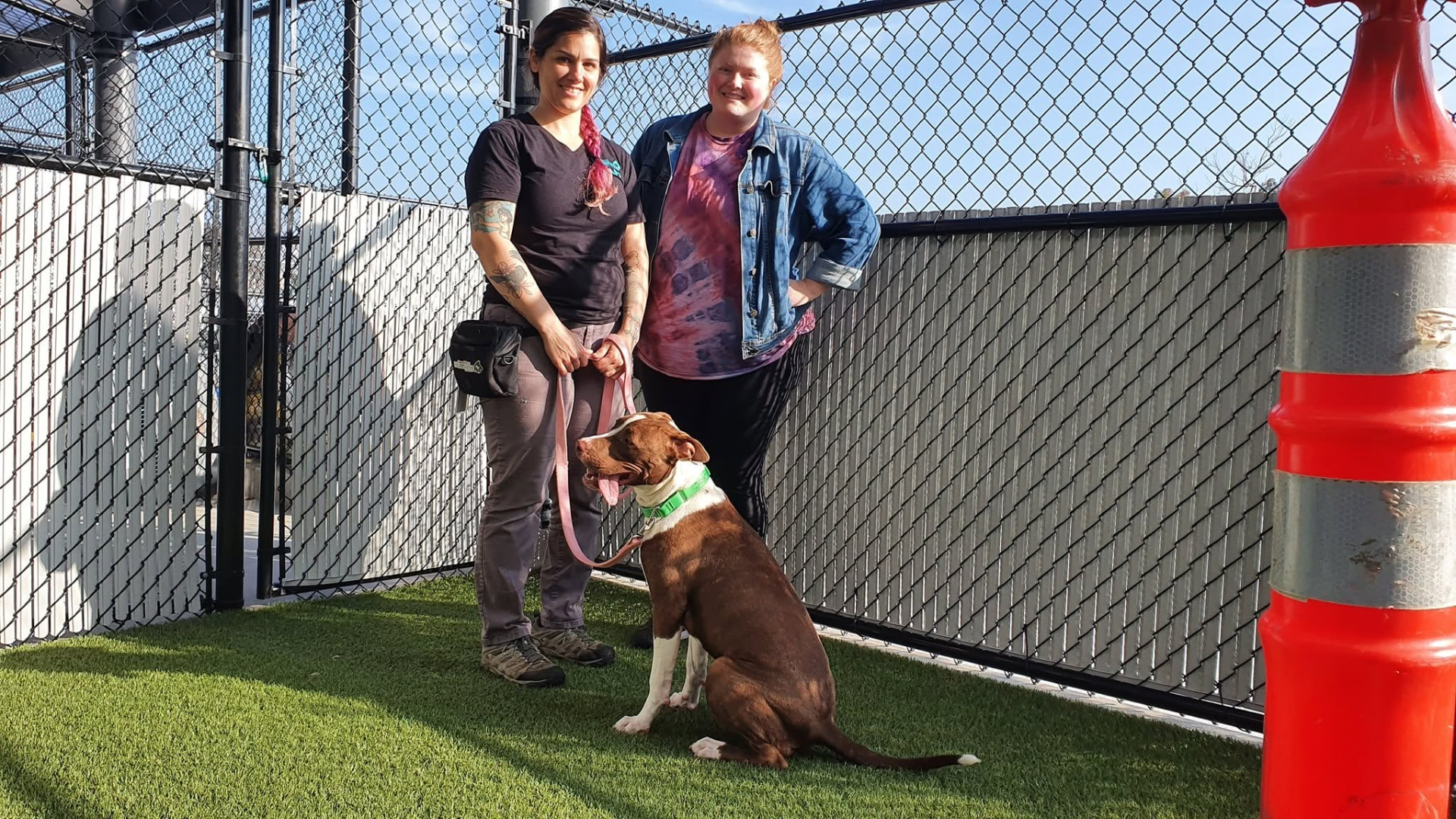 Two handlers working with a brown and white dog in a secure training area