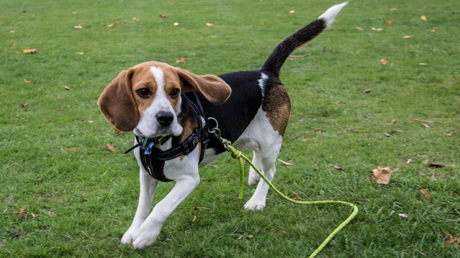 Beagle puppy trotting confidently on a long line and harness during puppy training in a Glasgow park