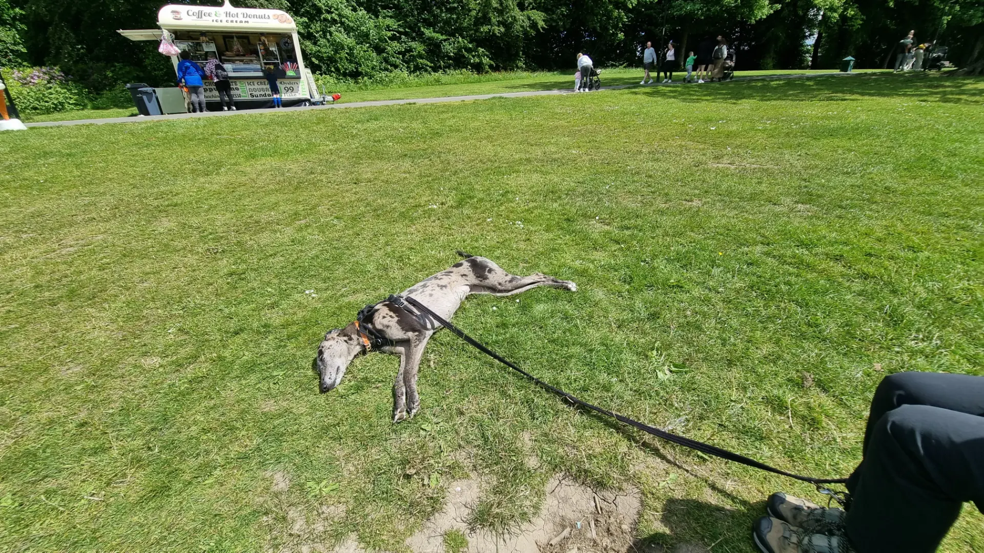 Merle Great Dane relaxing on the grass beside a coffee van in a busy Glasgow park