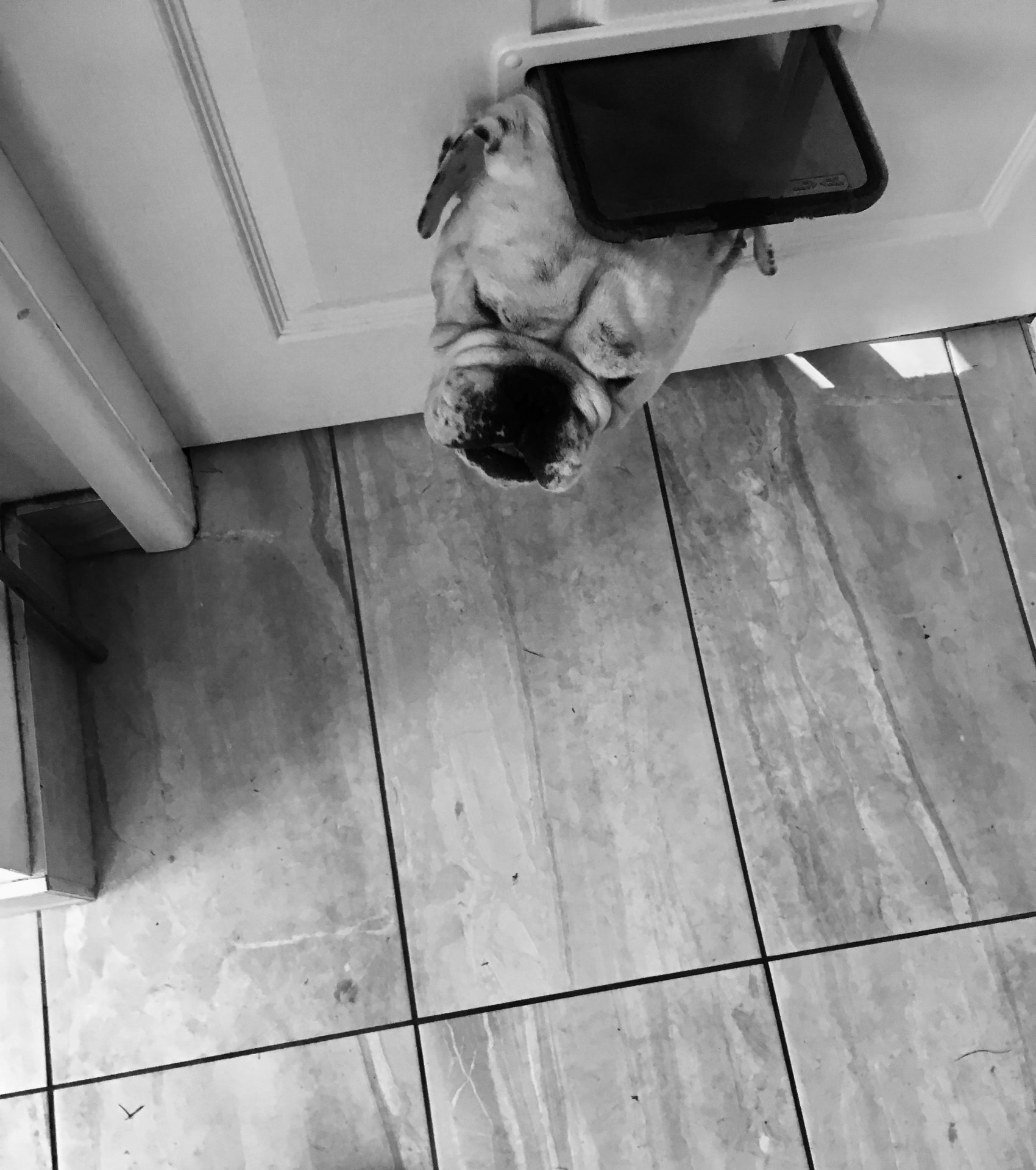 Black and white photograph of a dog looking through a pet flap at home in Glasgow