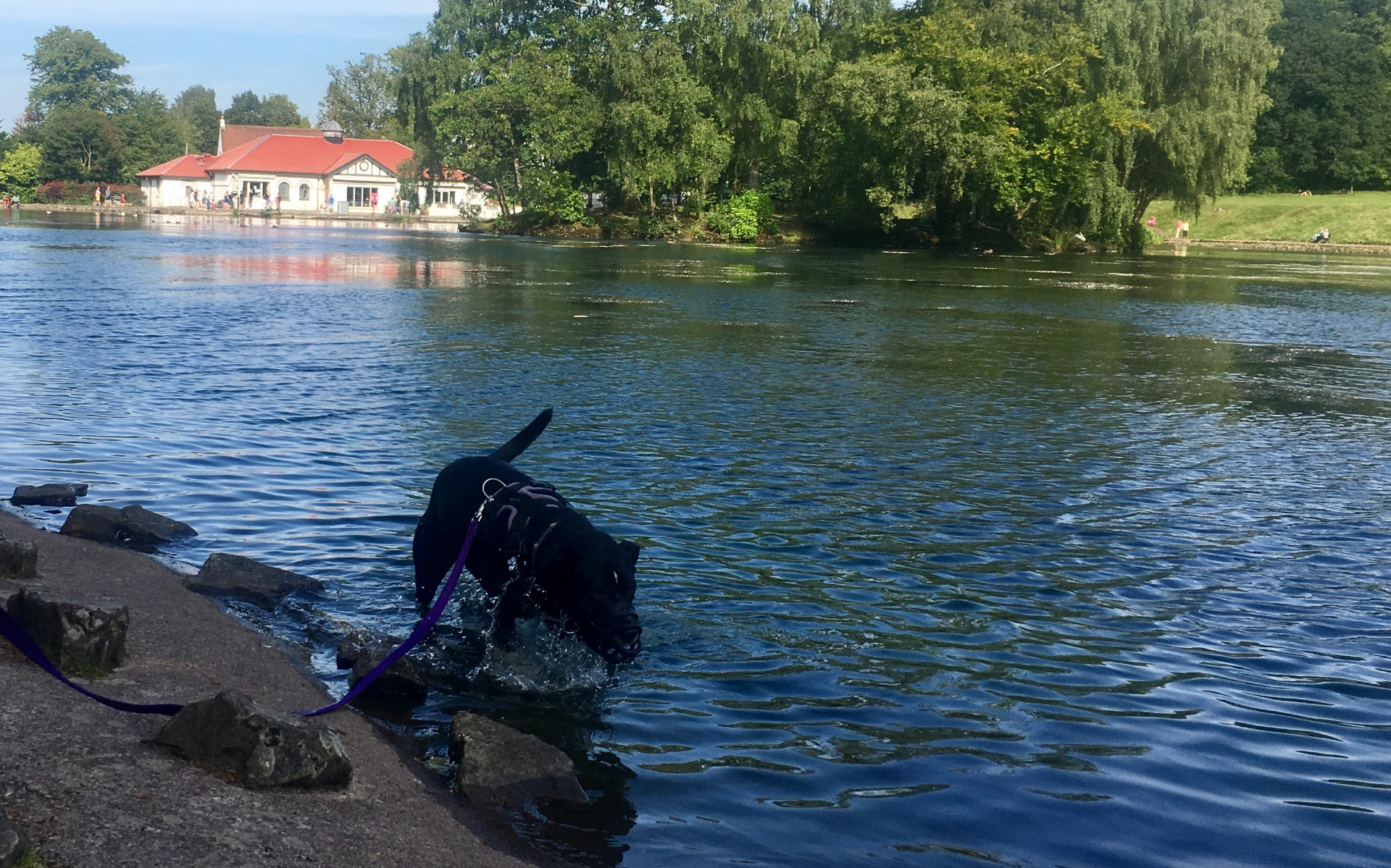 Black dog splashing happily in the water at a Glasgow boating pond