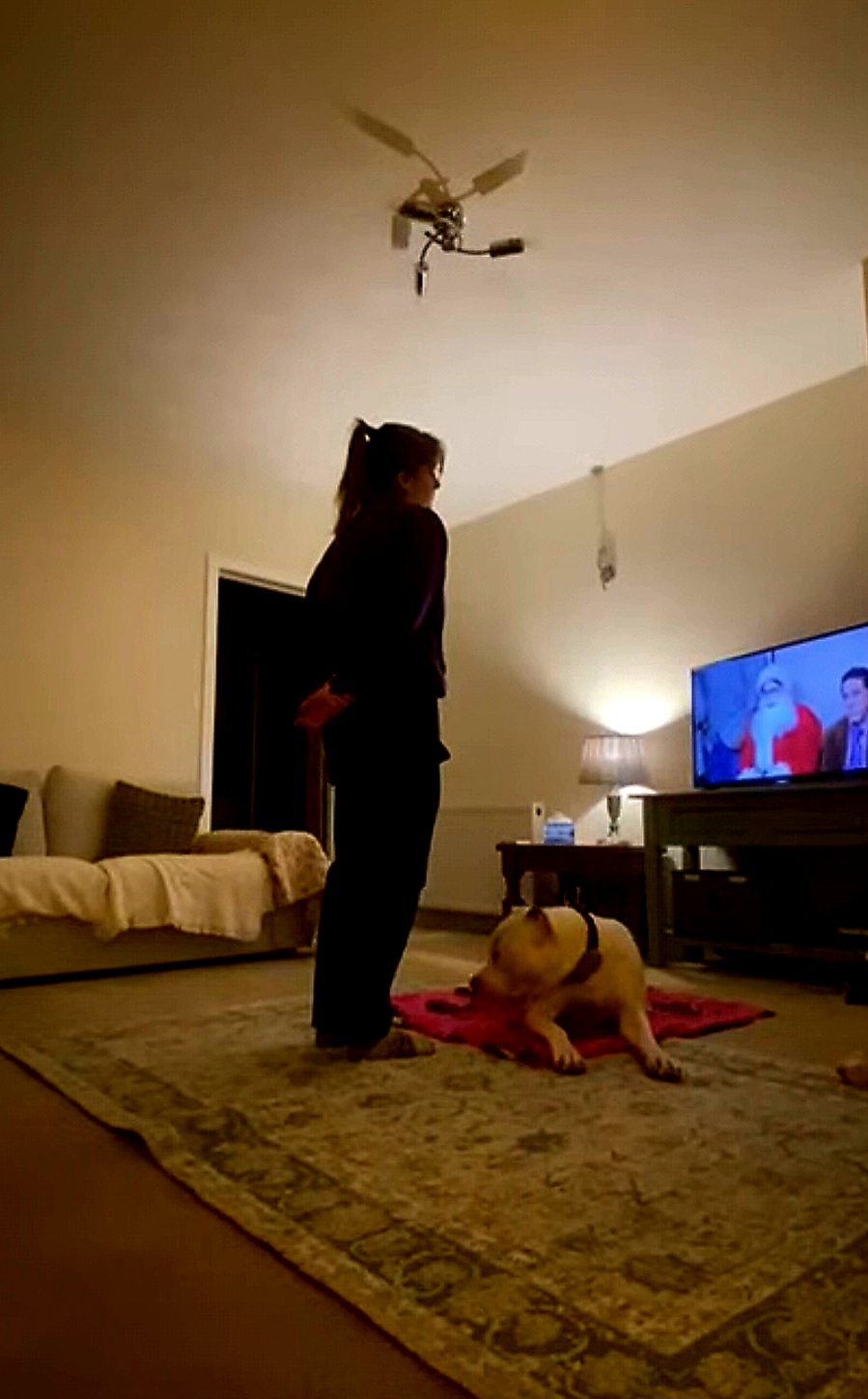 Owner practising training with her dog in the living room during an evening home session