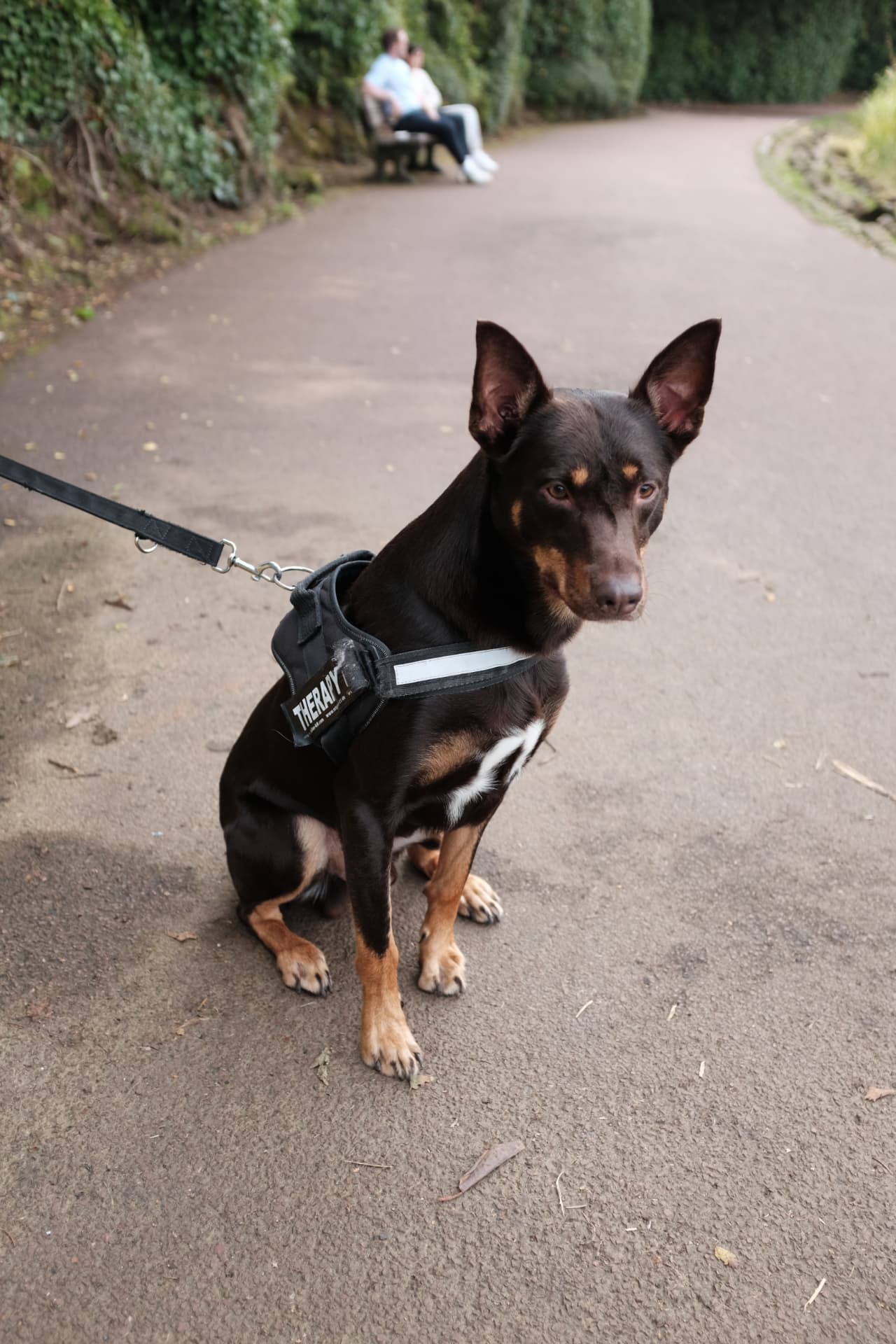 Kelpie sitting attentively in a therapy dog harness on a Glasgow park path