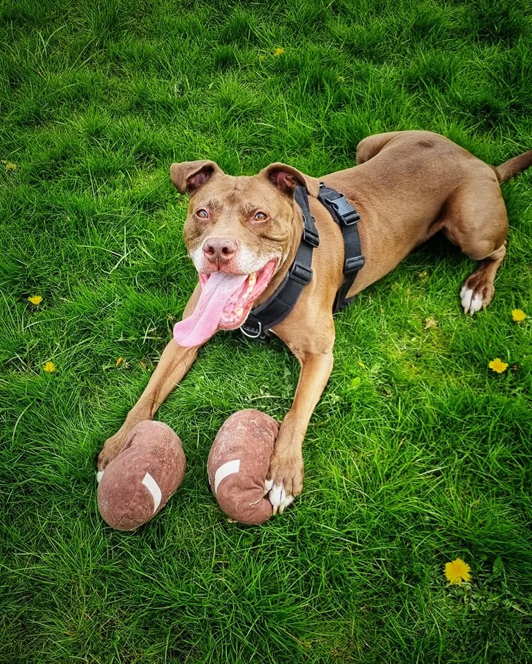 Tan bully breed dog lying happily on the grass with its toys during reward-based training