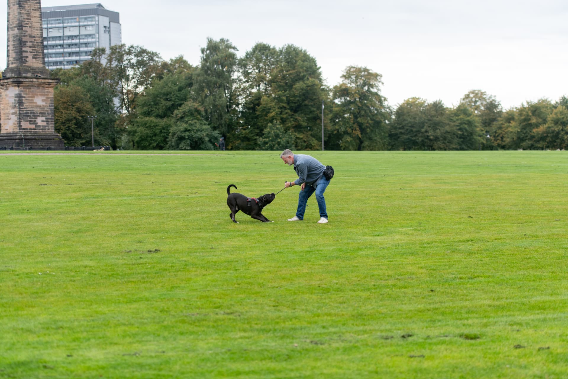Wide view of reward-based training and tug play with a dog in a Glasgow park