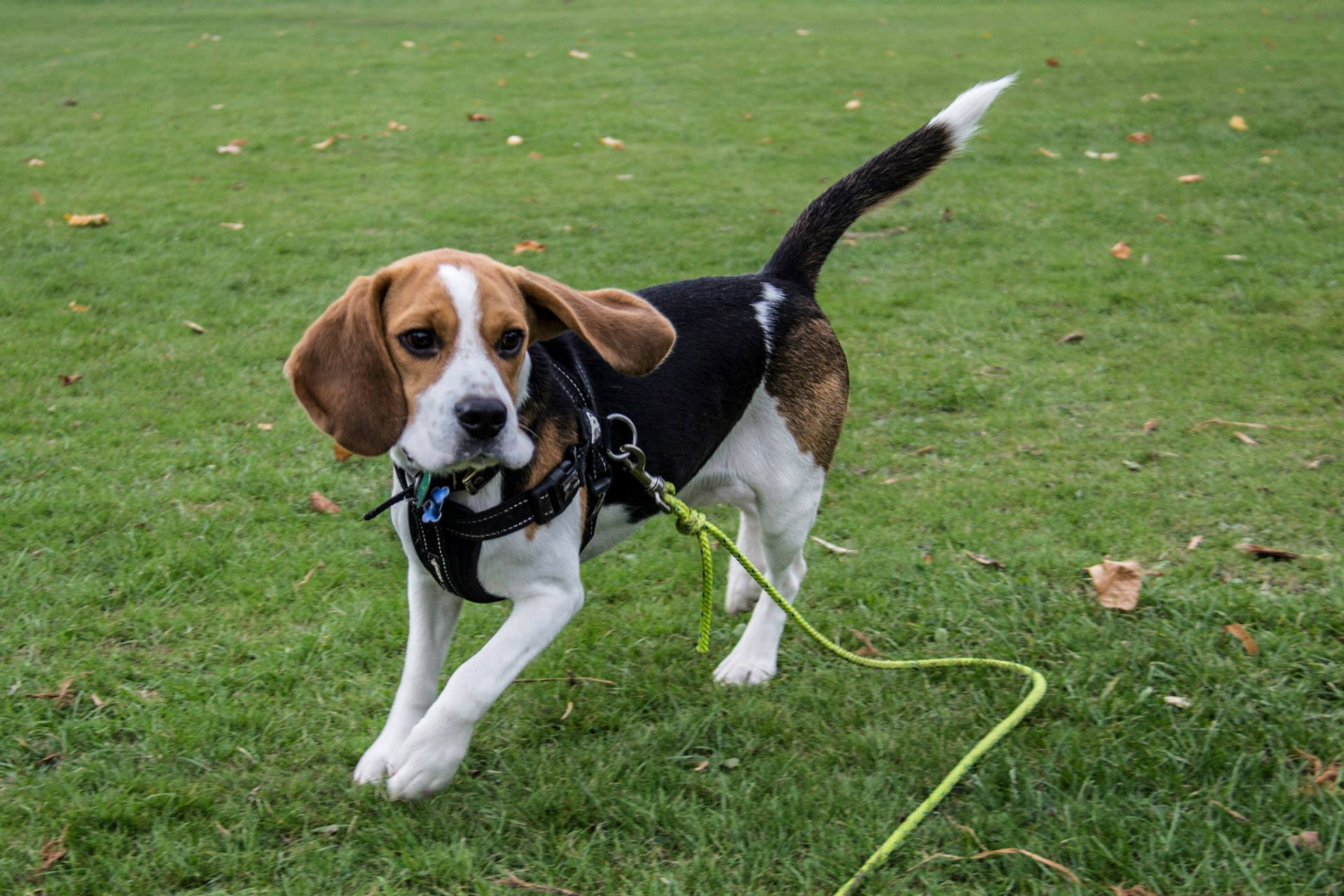 Beagle puppy trotting confidently on a long line during puppy training in a Glasgow park