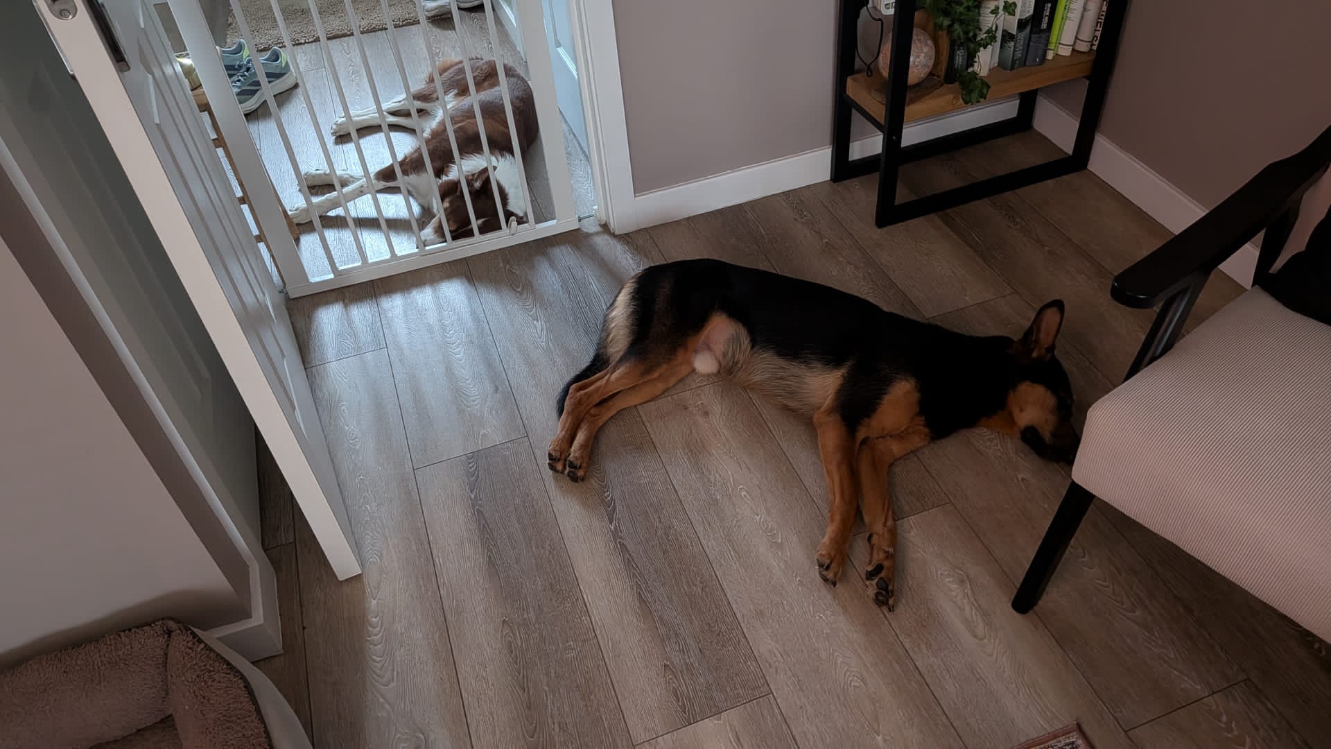 German shepherd and border collie settled either side of a stairgate at home in Glasgow