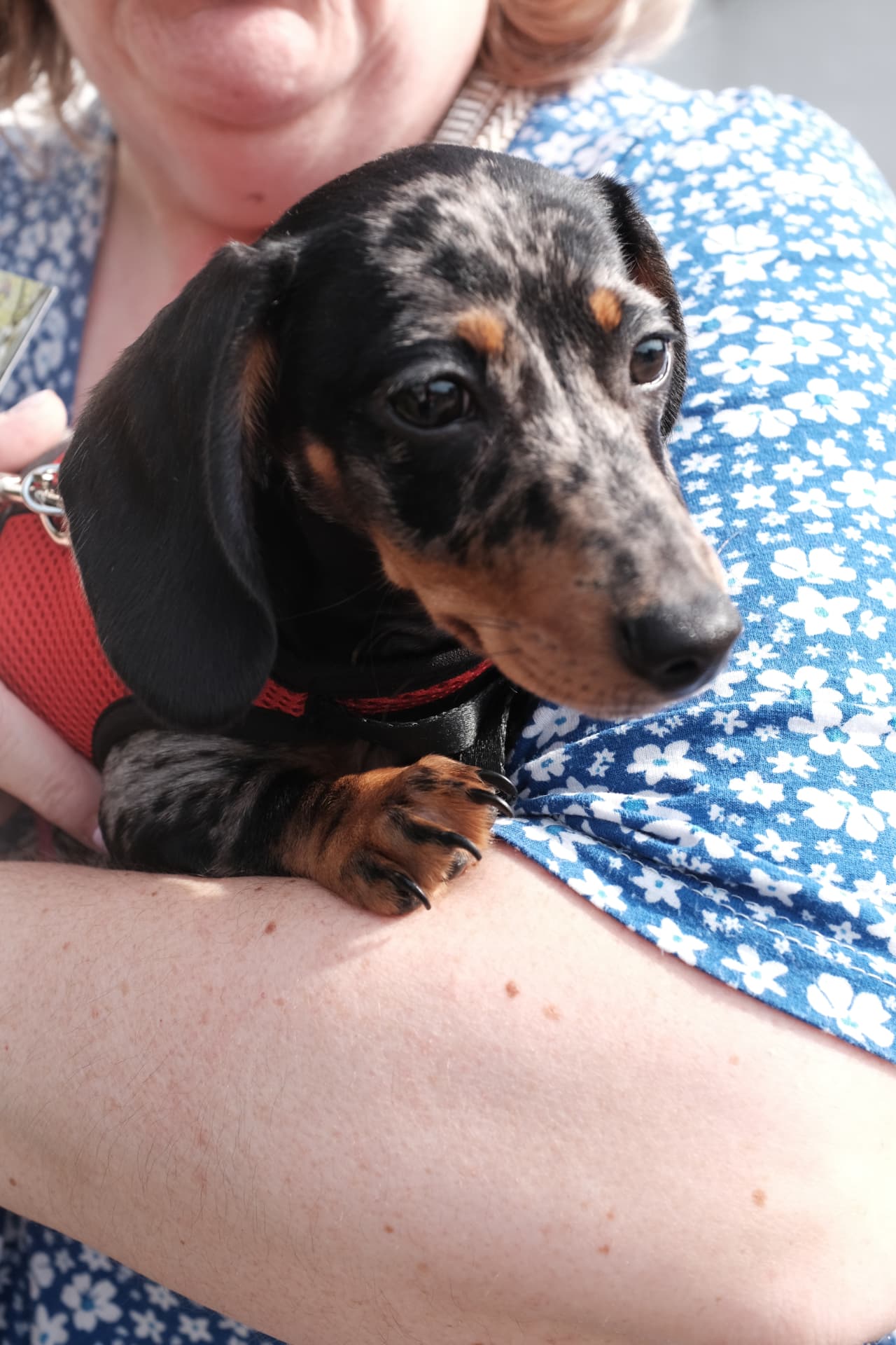 Dapple dachshund puppy being carried by its owner during early socialisation