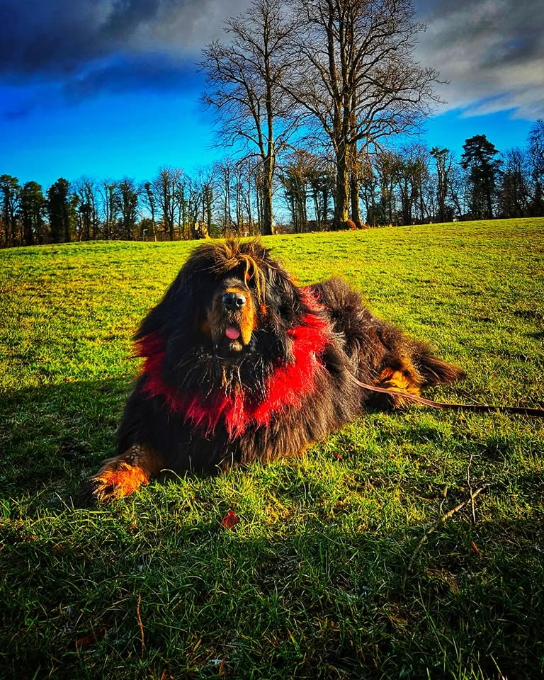 A large Tibetan Mastiff relaxing in parkland during a Glasgow behaviour session