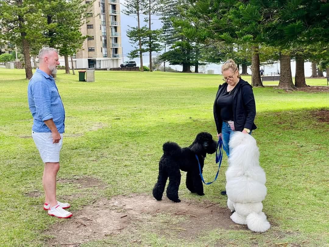 Two owners walking their poodles on loose leads in a Glasgow park