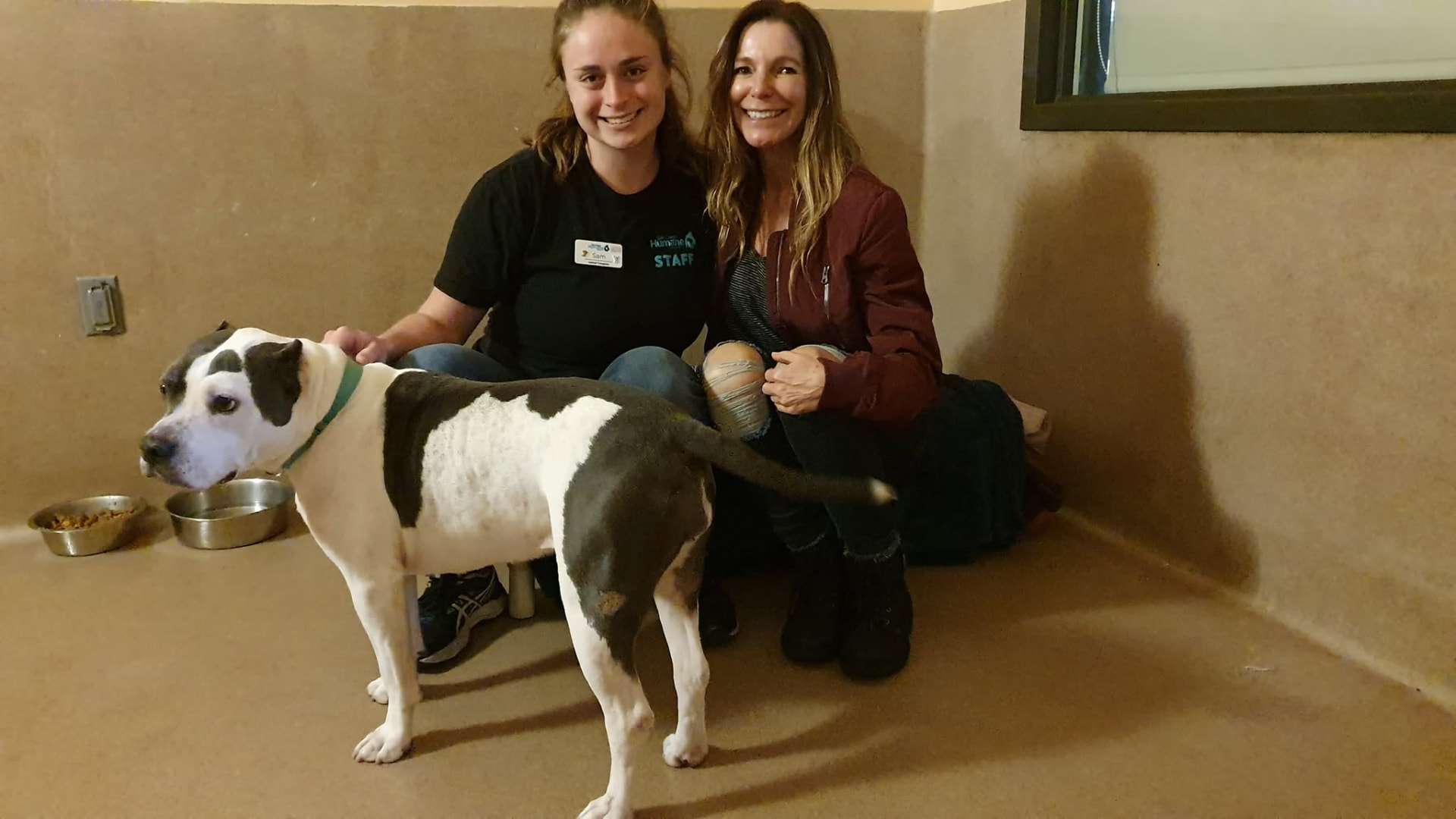 Rescue centre staff member and handler with a white and black bully breed dog