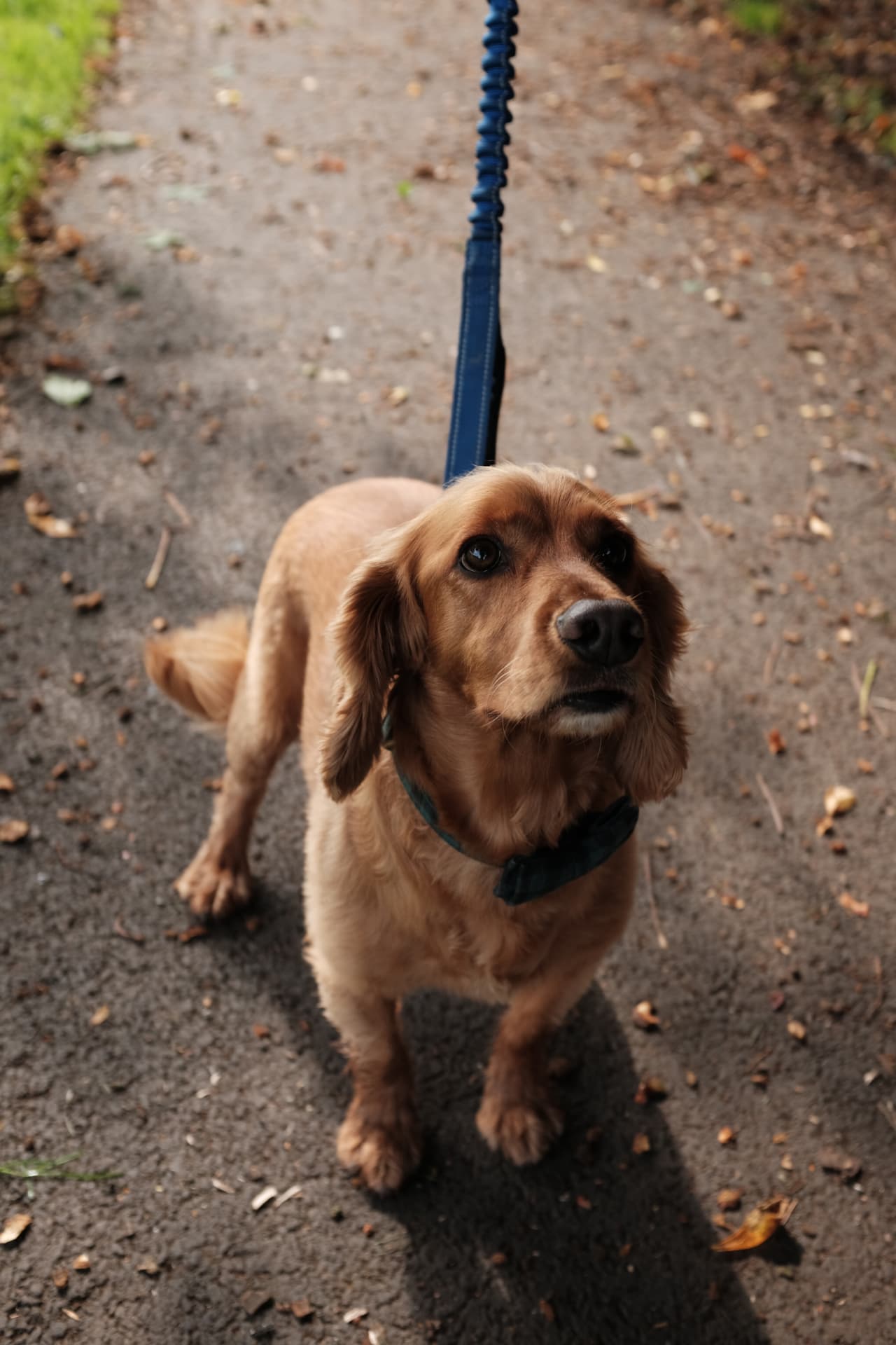 Working cocker spaniel walking politely on a loose lead in a Glasgow park