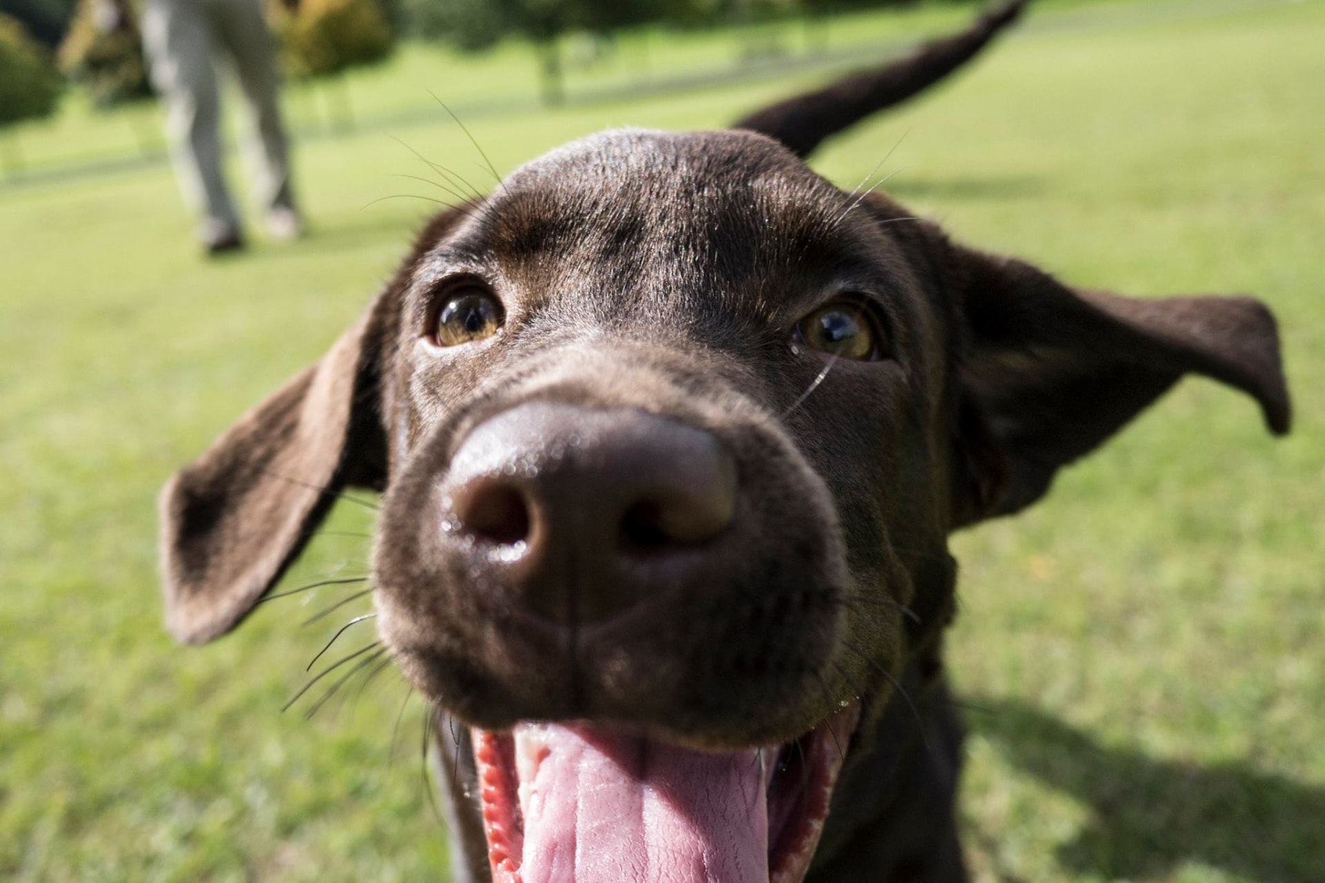 Close up of a chocolate Labrador puppy during a Glasgow puppy training session