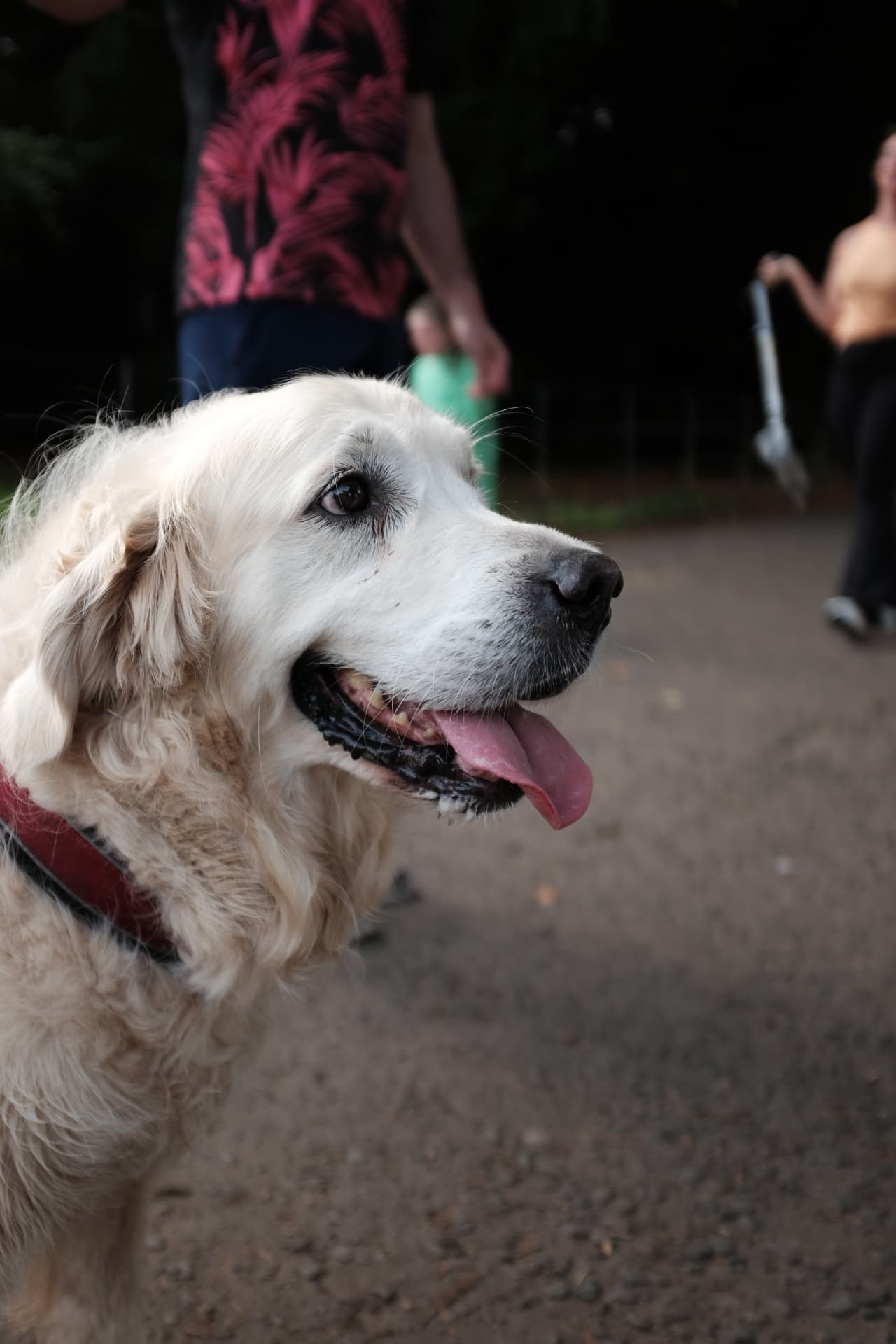 Side profile of a happy white golden retriever on a Glasgow park path