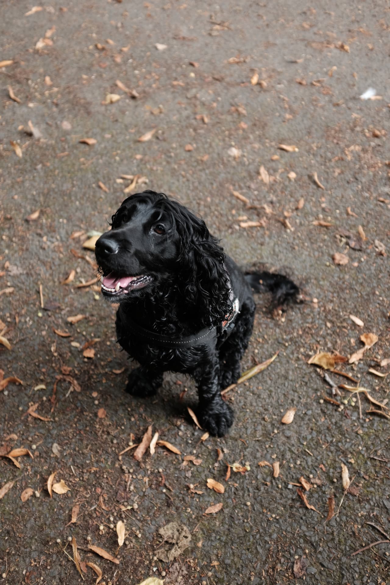 Black cocker spaniel sitting happily on a leafy Glasgow park path