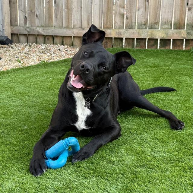 Black dog with a white chest relaxing in the garden with a blue toy