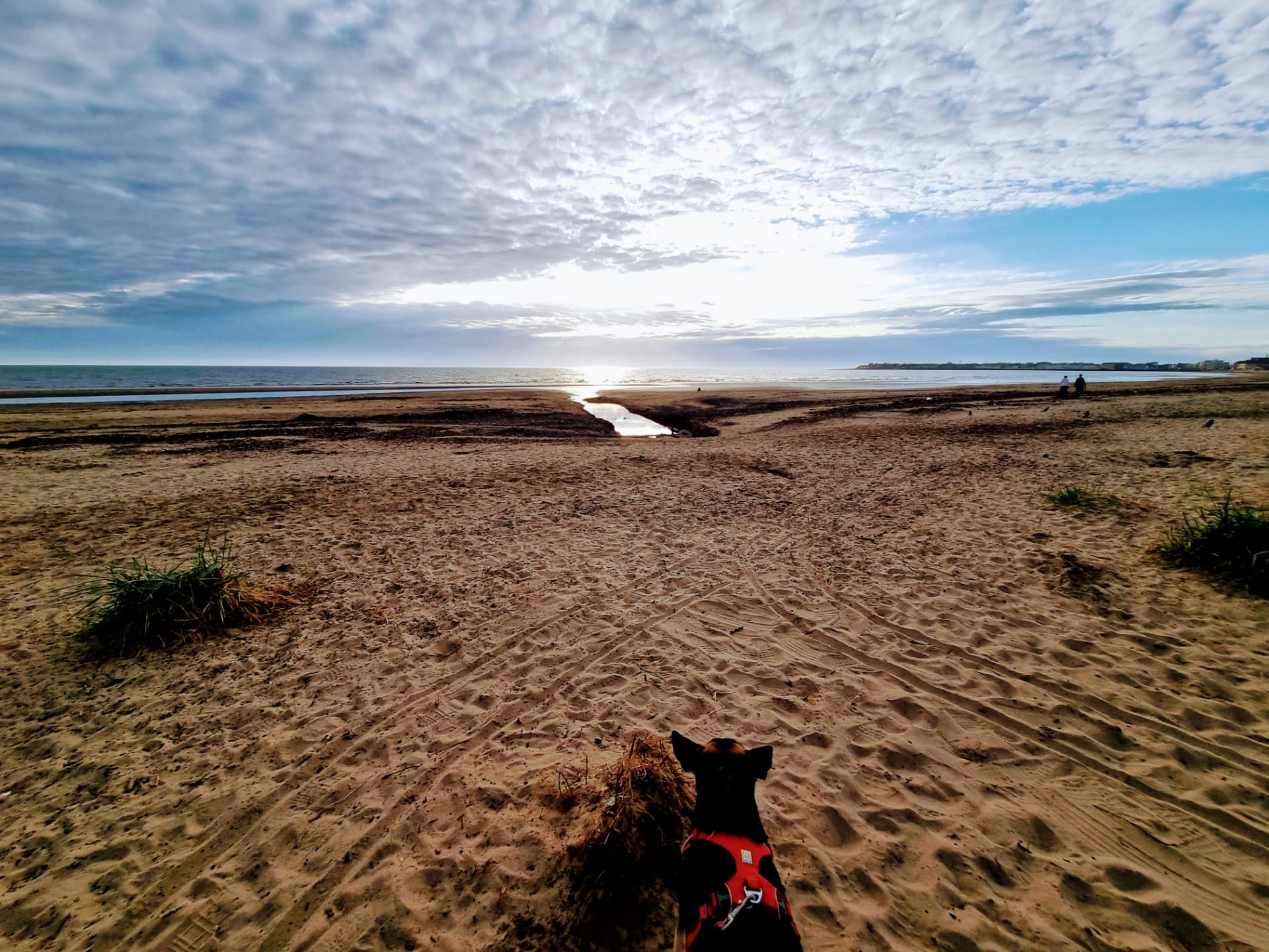 Dog in a red harness watching the sunset from the beach on a west coast day trip