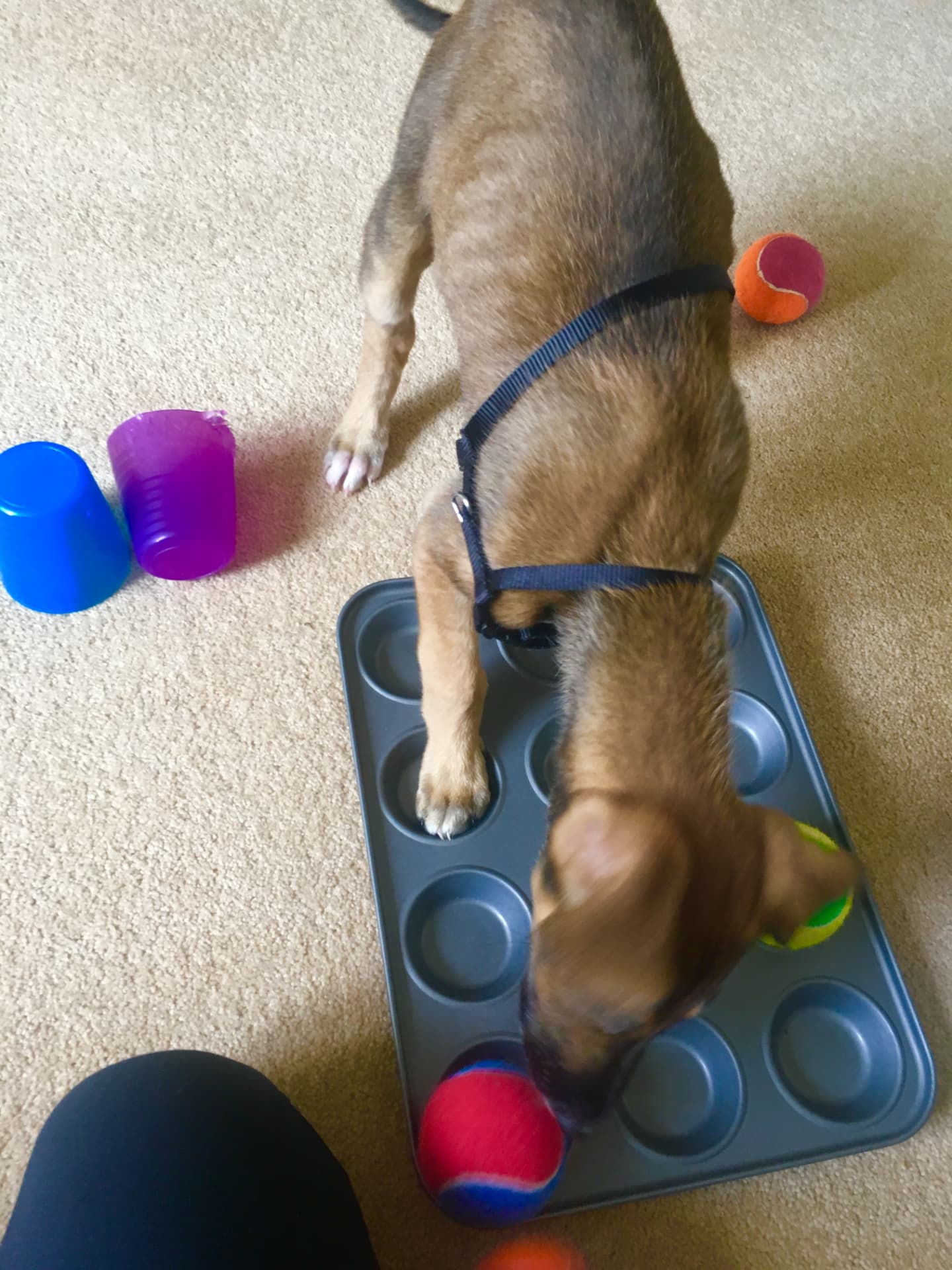 Brown puppy playing a muffin tin enrichment game with tennis balls indoors