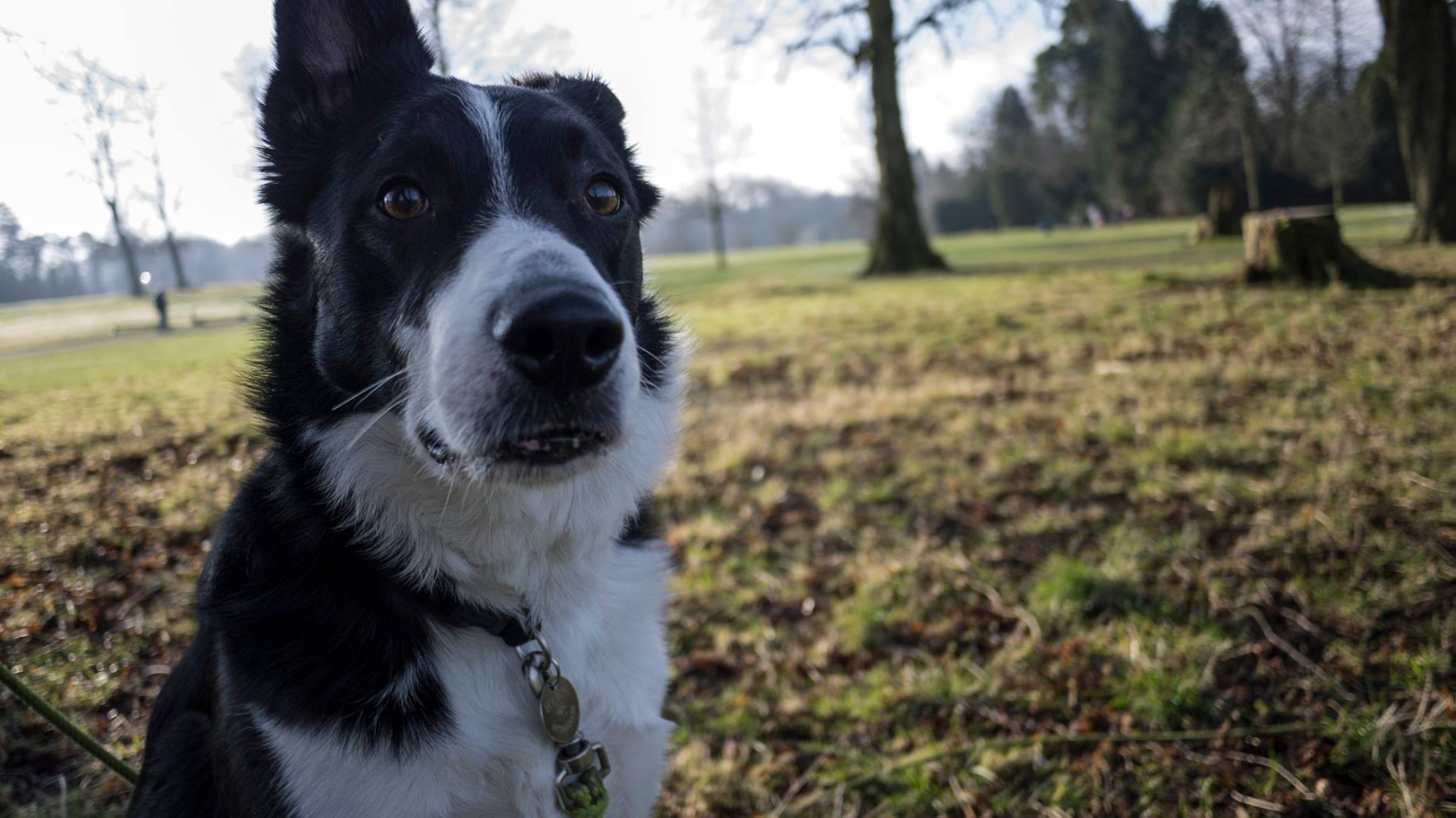 Portrait of a black and white collie in a Glasgow park