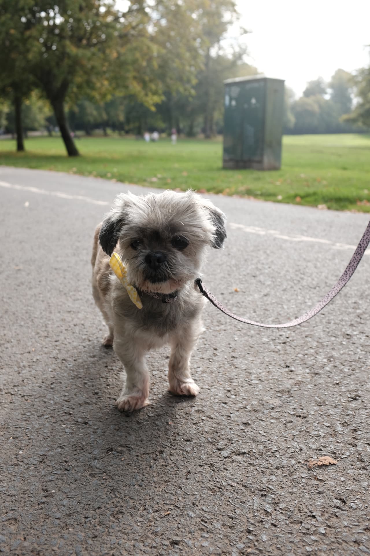 Shih tzu type dog walking calmly on a loose lead on a Glasgow park path