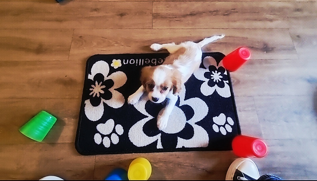 Tricolour puppy on a mat surrounded by plastic cups during a scent and enrichment game