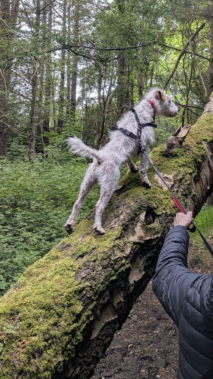 White terrier type dog balancing confidently on a mossy fallen log in woodland near Glasgow
