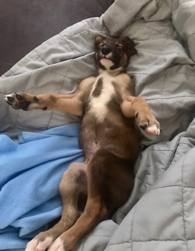 Brown and white puppy sleeping upside down on a grey blanket at home