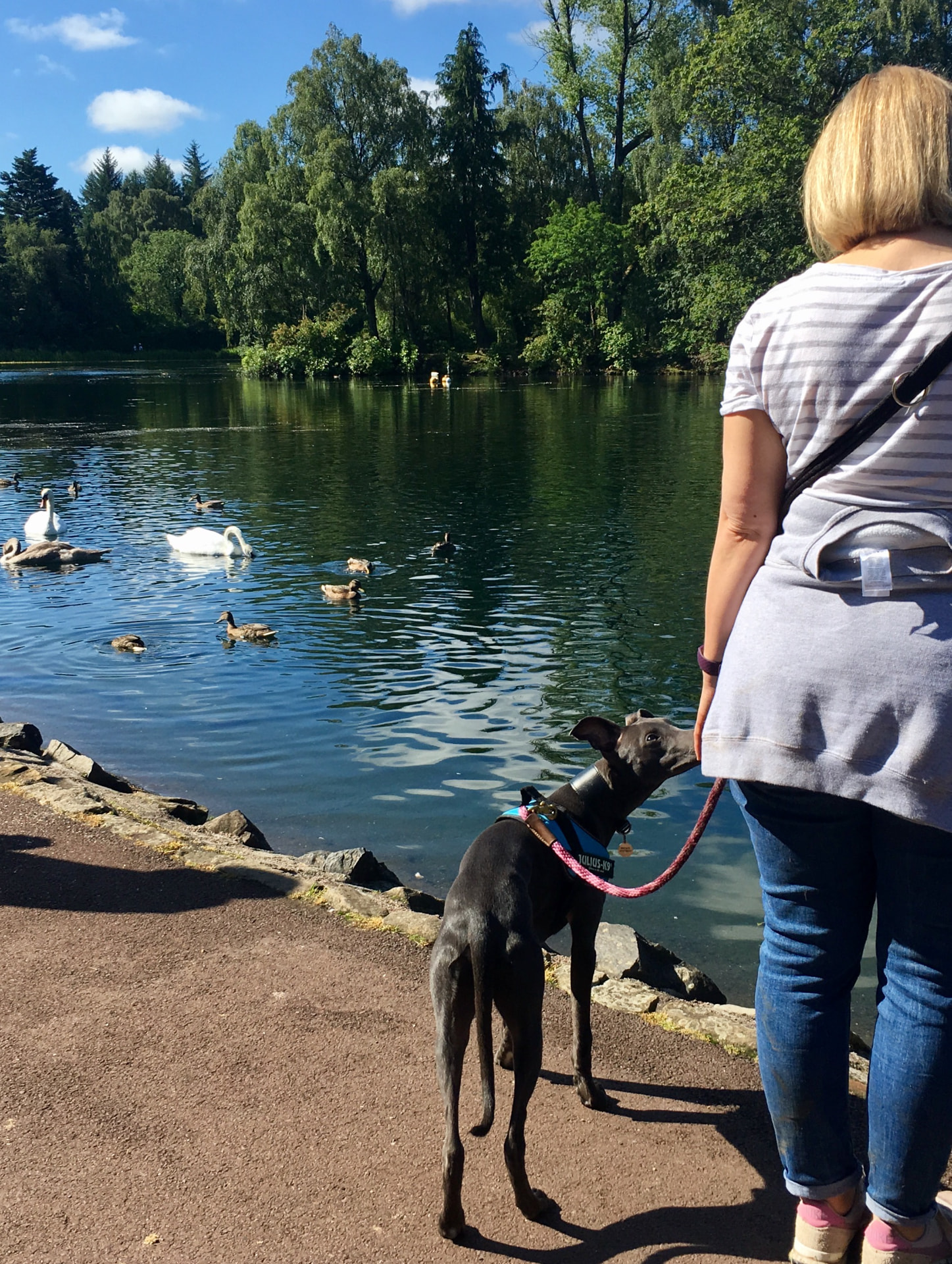 Greyhound on lead watching swans calmly at a Glasgow park lake with its owner