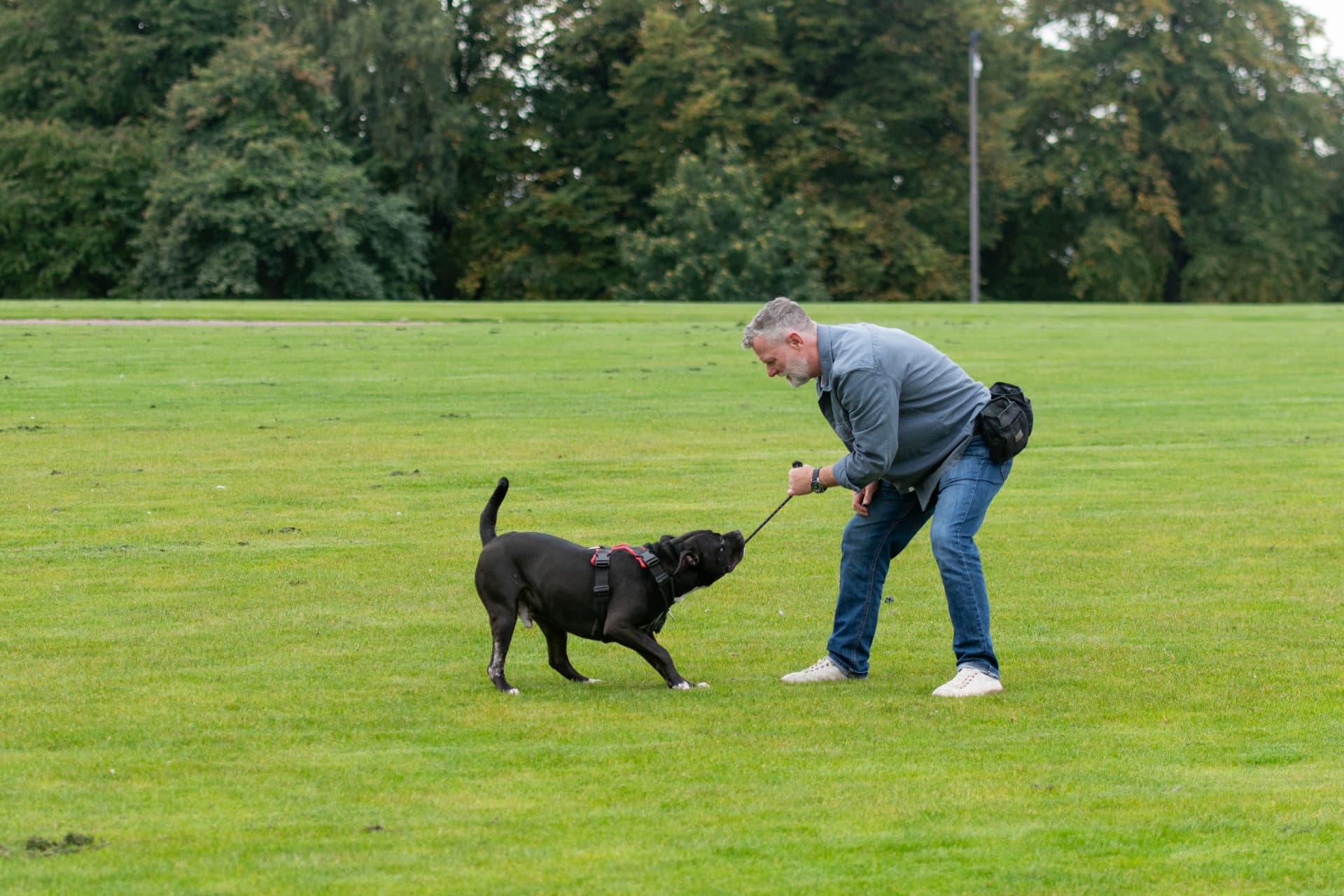 Trainer using a tug toy as a reward to build focus with a black Labrador in Glasgow