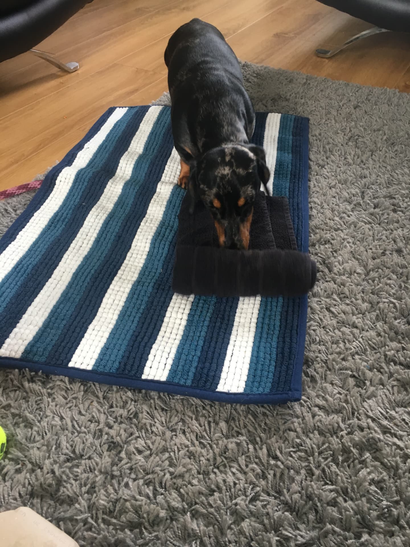 Dachshund working a rolled towel enrichment puzzle on a mat at home in Glasgow