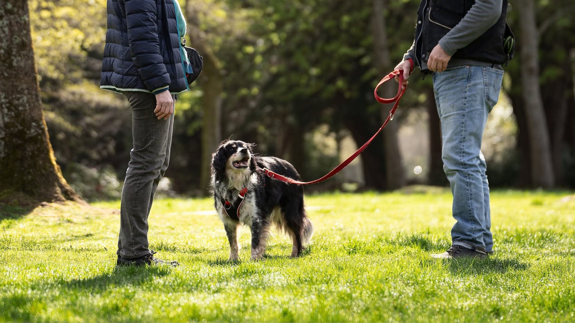 Adolescent collie on a red lead and harness working calmly with its owner and trainer in a Glasgow park