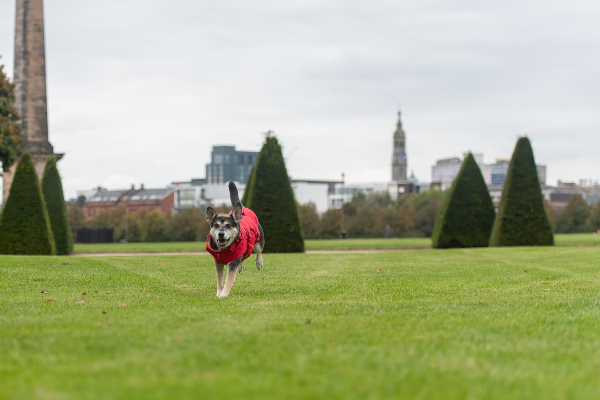 Off-lead recall training with a dog running across a field near Glasgow
