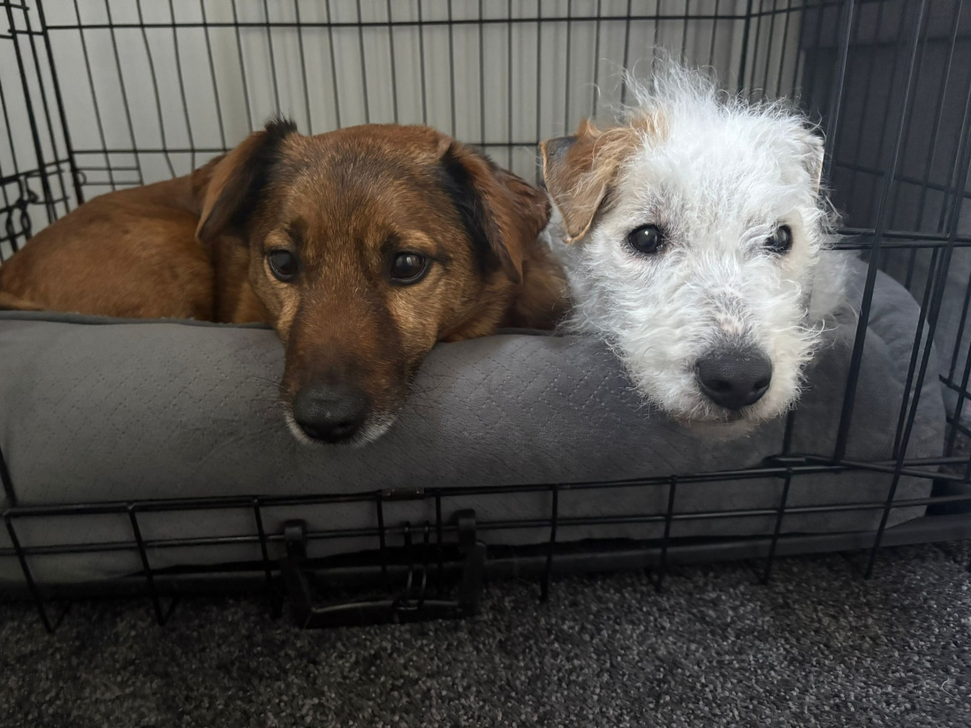 Two terrier type dogs settled comfortably together in an open crate at home