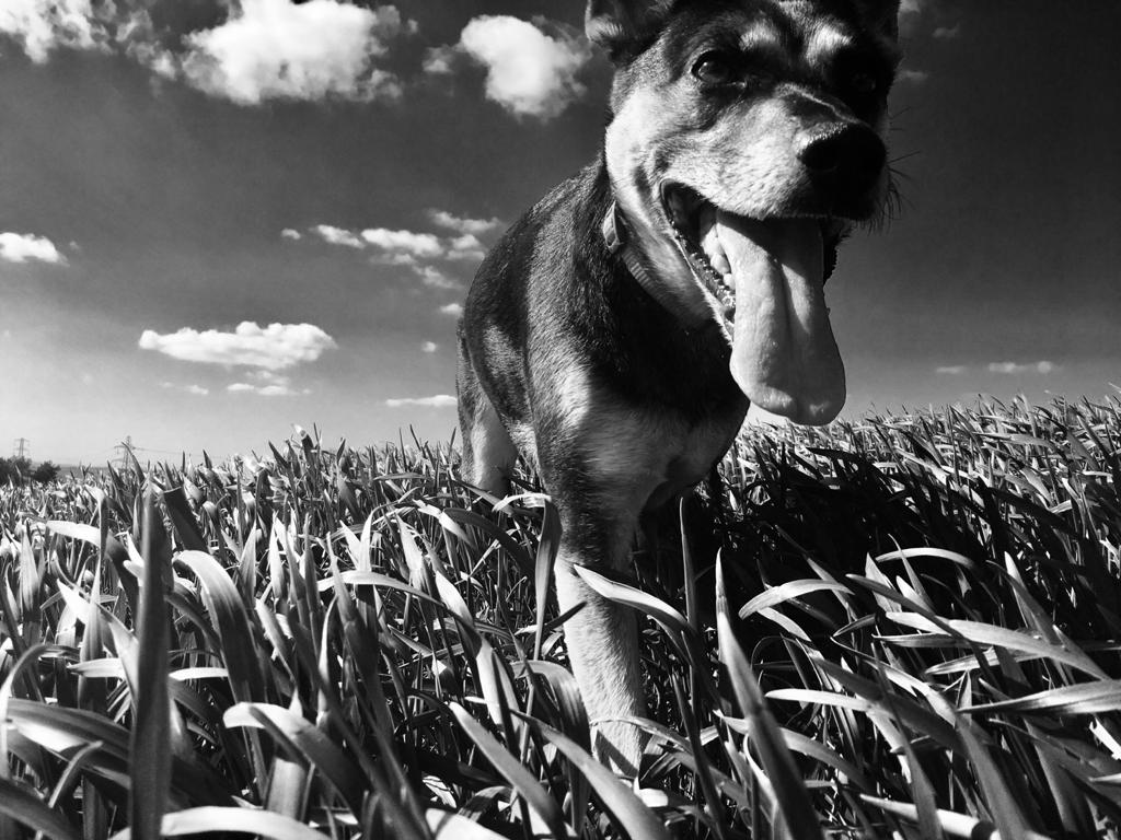 Black and white photograph of a dog with its tongue out in tall grass near Glasgow