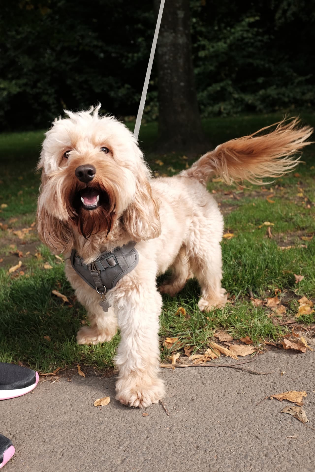Cockapoo walking happily on a loose lead in a Glasgow park