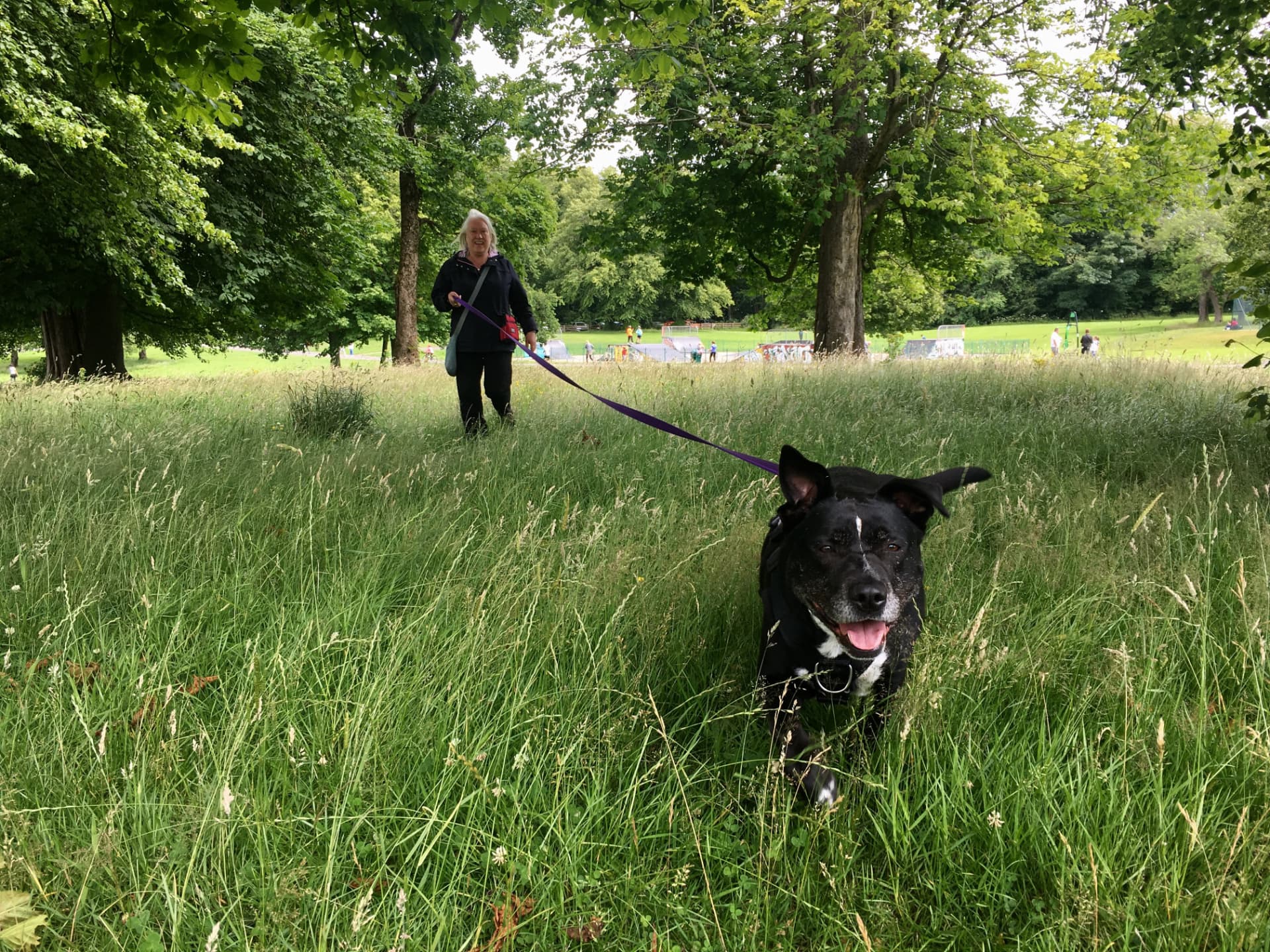 Owner walking a black dog on a long line across open grassland in a Glasgow park