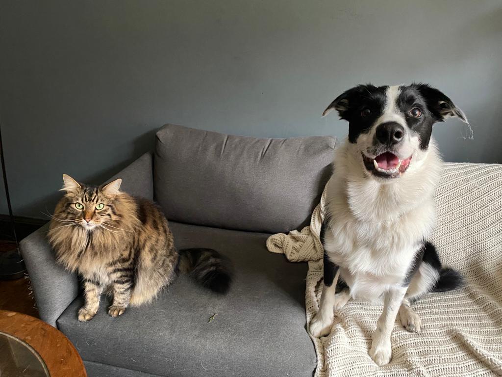 Border collie sharing the sofa calmly with the family cat at home