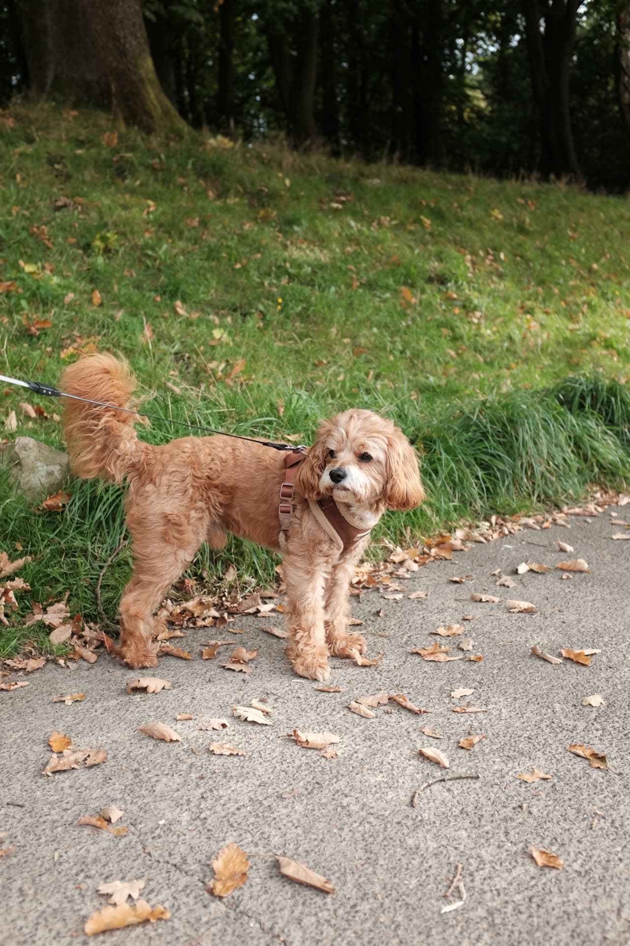 Cavapoo standing calmly on lead on an autumn park path in Glasgow