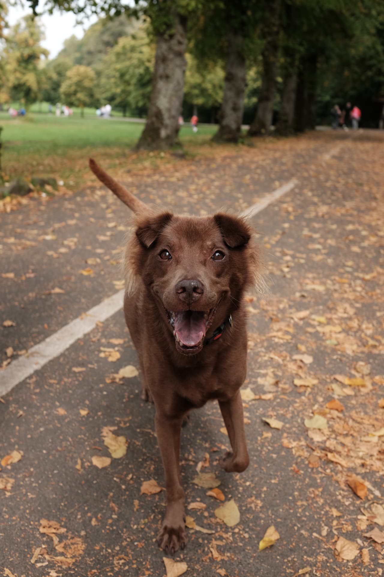 Brown rescue dog trotting happily along a tree-lined Glasgow park avenue