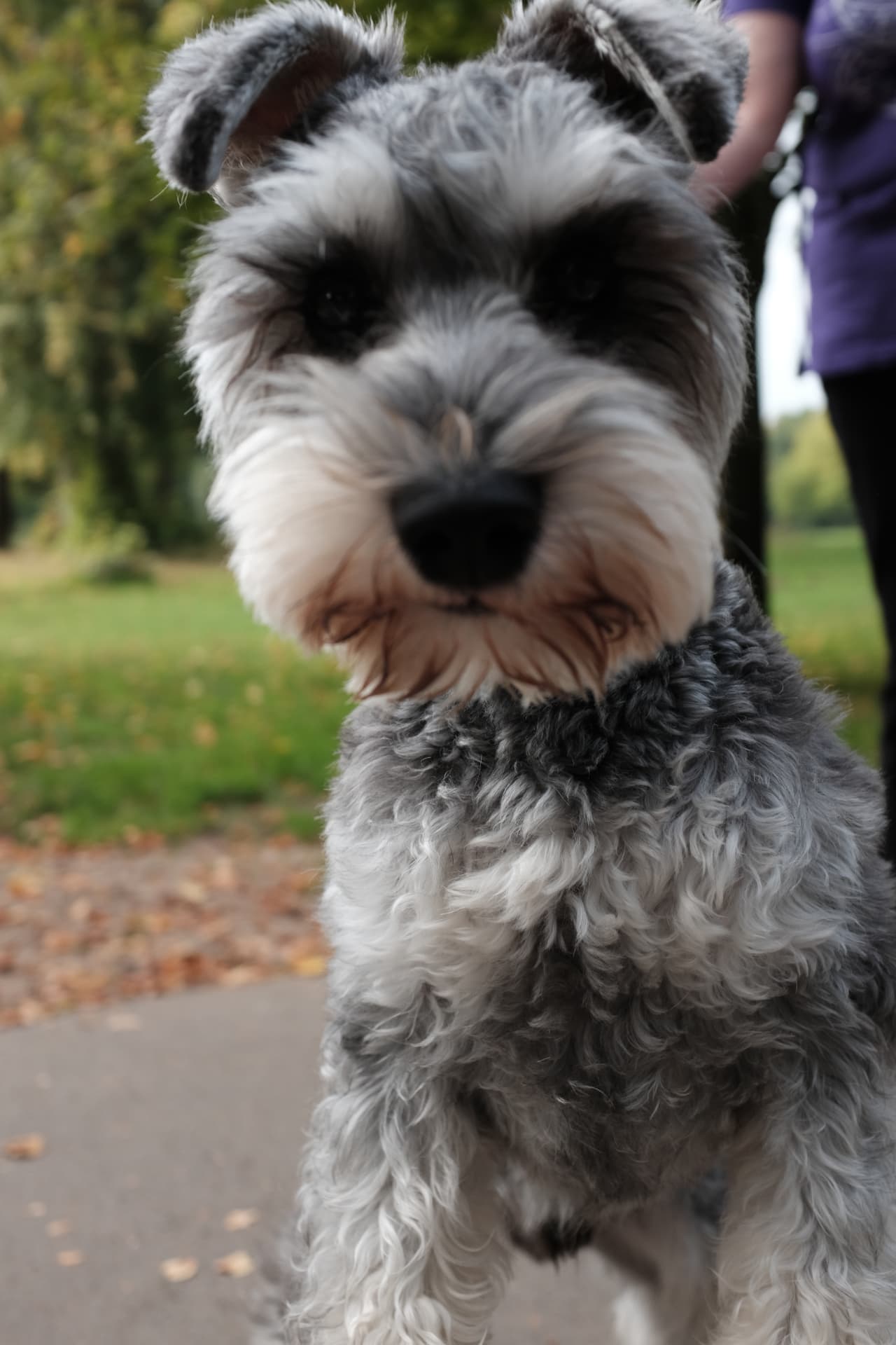 Close up of a miniature schnauzer during a Glasgow dog training session