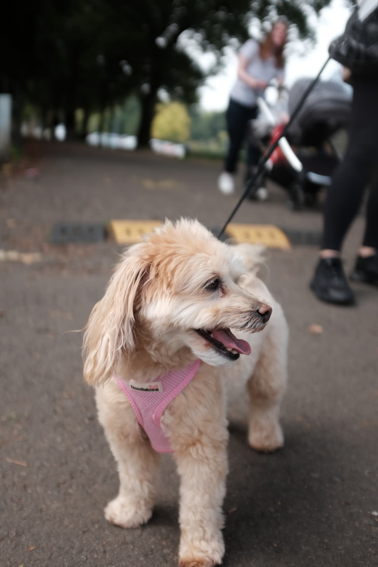 Small fluffy white dog in a harness walking calmly on a park path