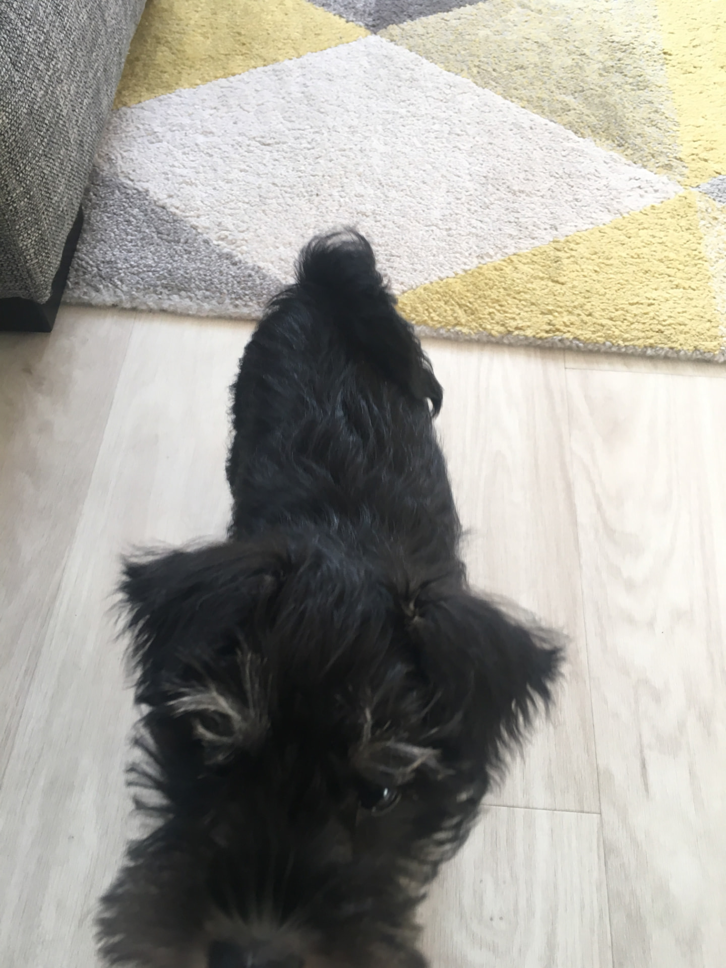 Small scruffy black terrier type dog relaxing on a wooden floor at home