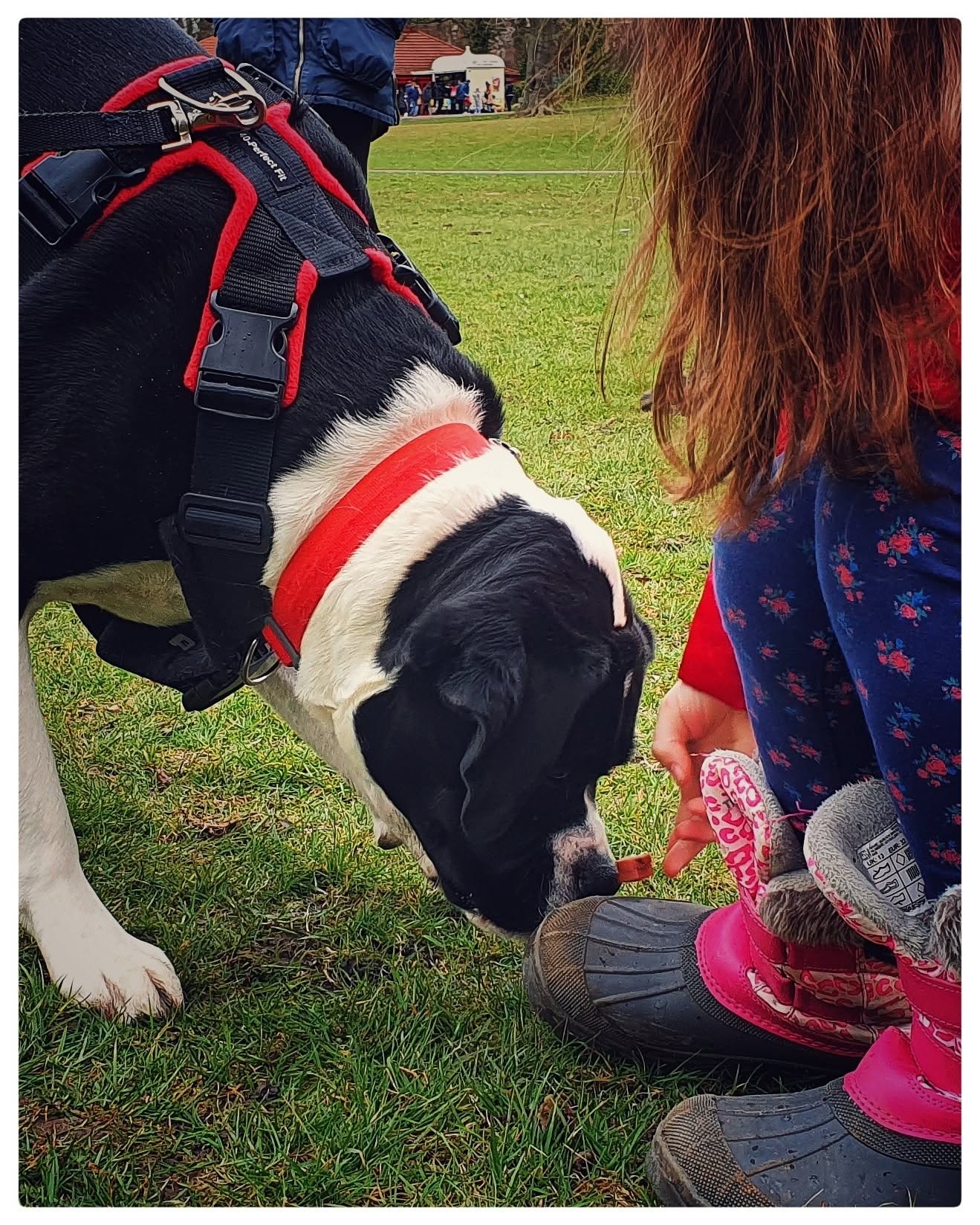 Close up of a black and white dog in a Perfect Fit harness taking a treat