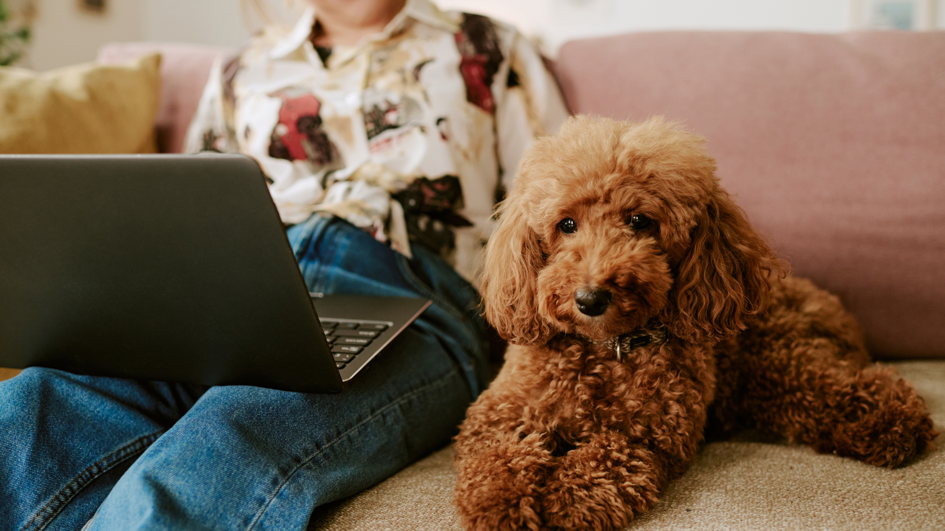 Owner on a sofa with a laptop and an apricot poodle while following an online dog training course